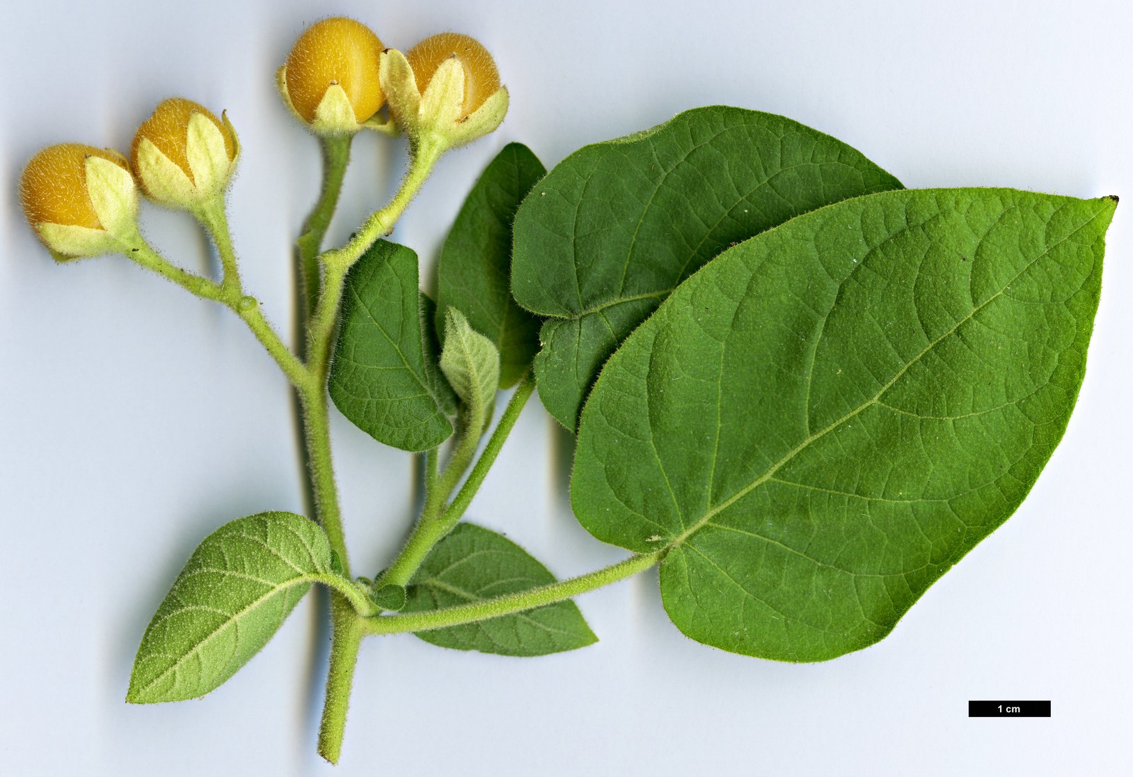 High resolution image: Family: Solanaceae - Genus: Solanum - Taxon: erianthum