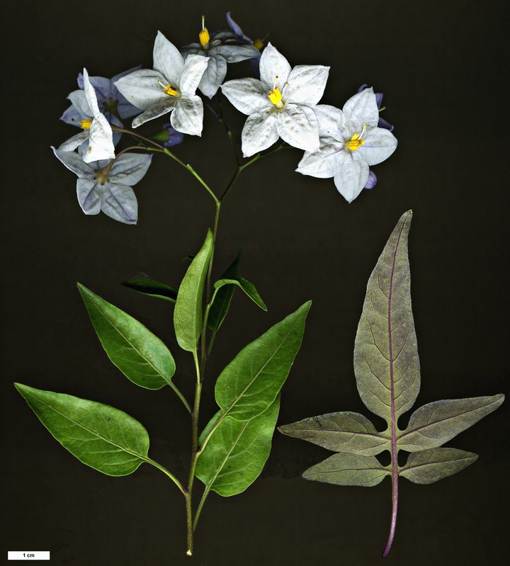 High resolution image: Family: Solanaceae - Genus: Solanum - Taxon: laxum