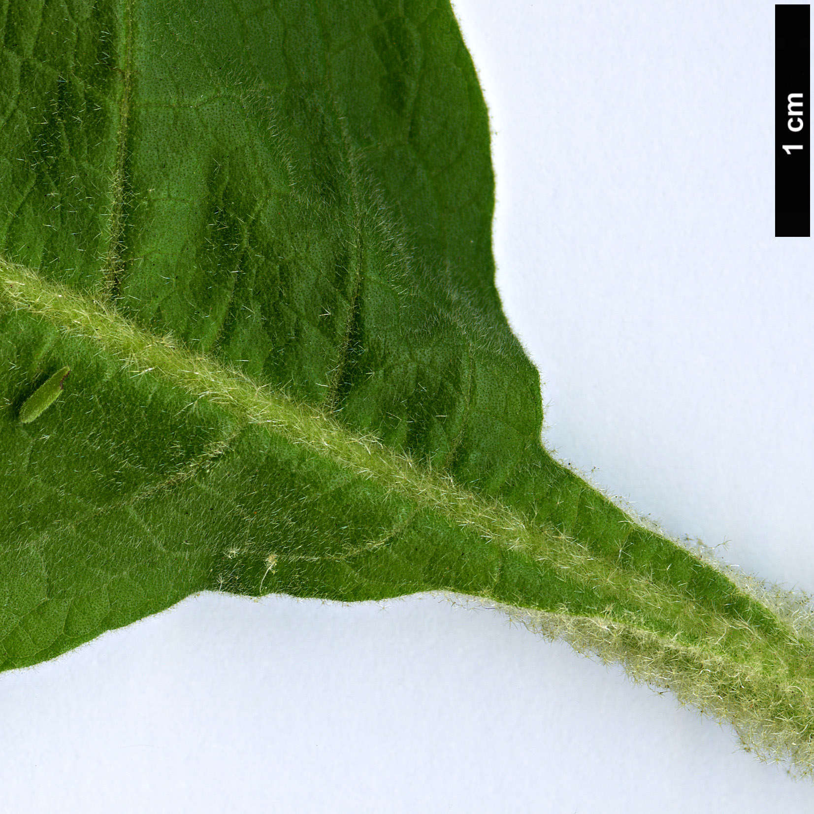 High resolution image: Family: Solanaceae - Genus: Solanum - Taxon: mauritianum