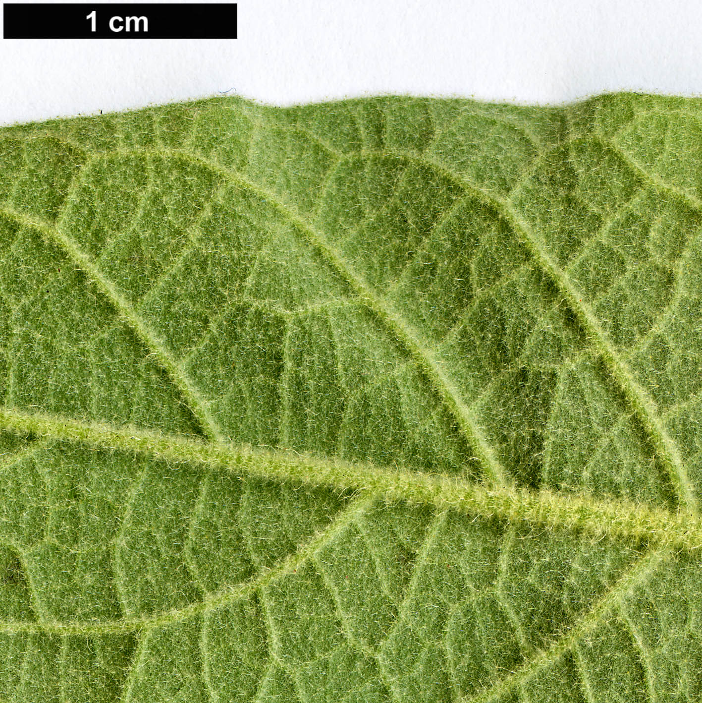 High resolution image: Family: Solanaceae - Genus: Solanum - Taxon: mauritianum