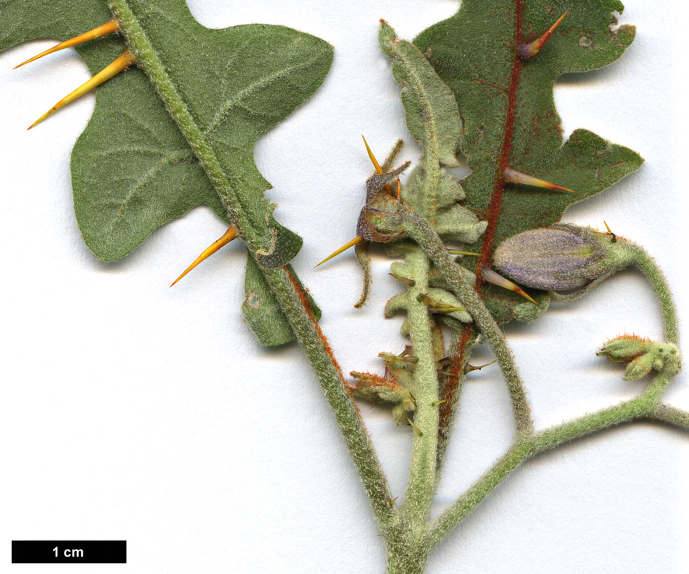 High resolution image: Family: Solanaceae - Genus: Solanum - Taxon: pyracanthos