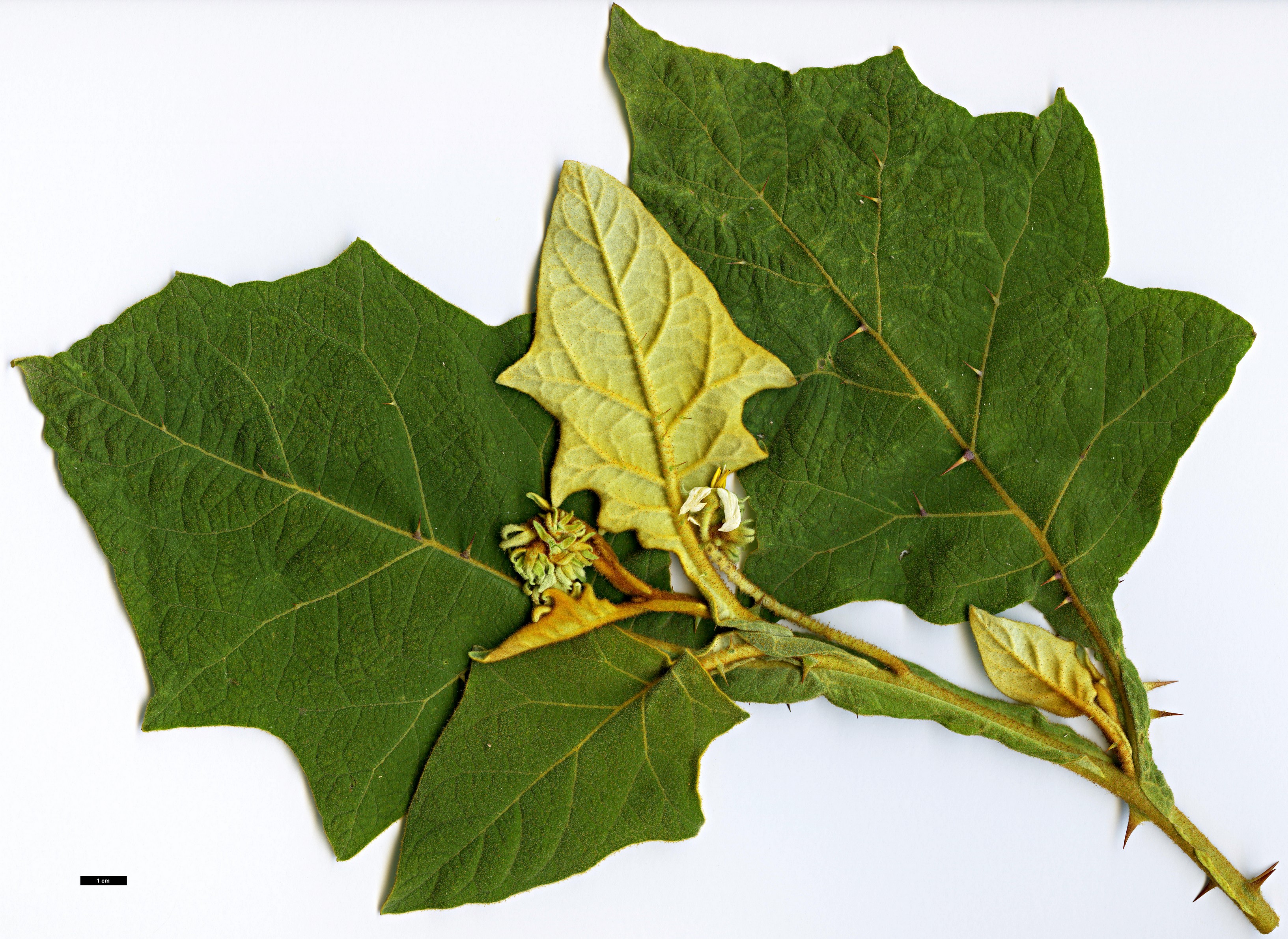 High resolution image: Family: Solanaceae - Genus: Solanum - Taxon: robustum