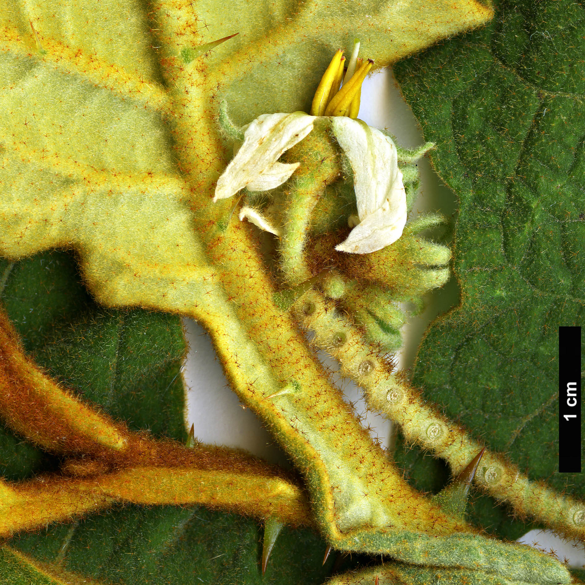 High resolution image: Family: Solanaceae - Genus: Solanum - Taxon: robustum