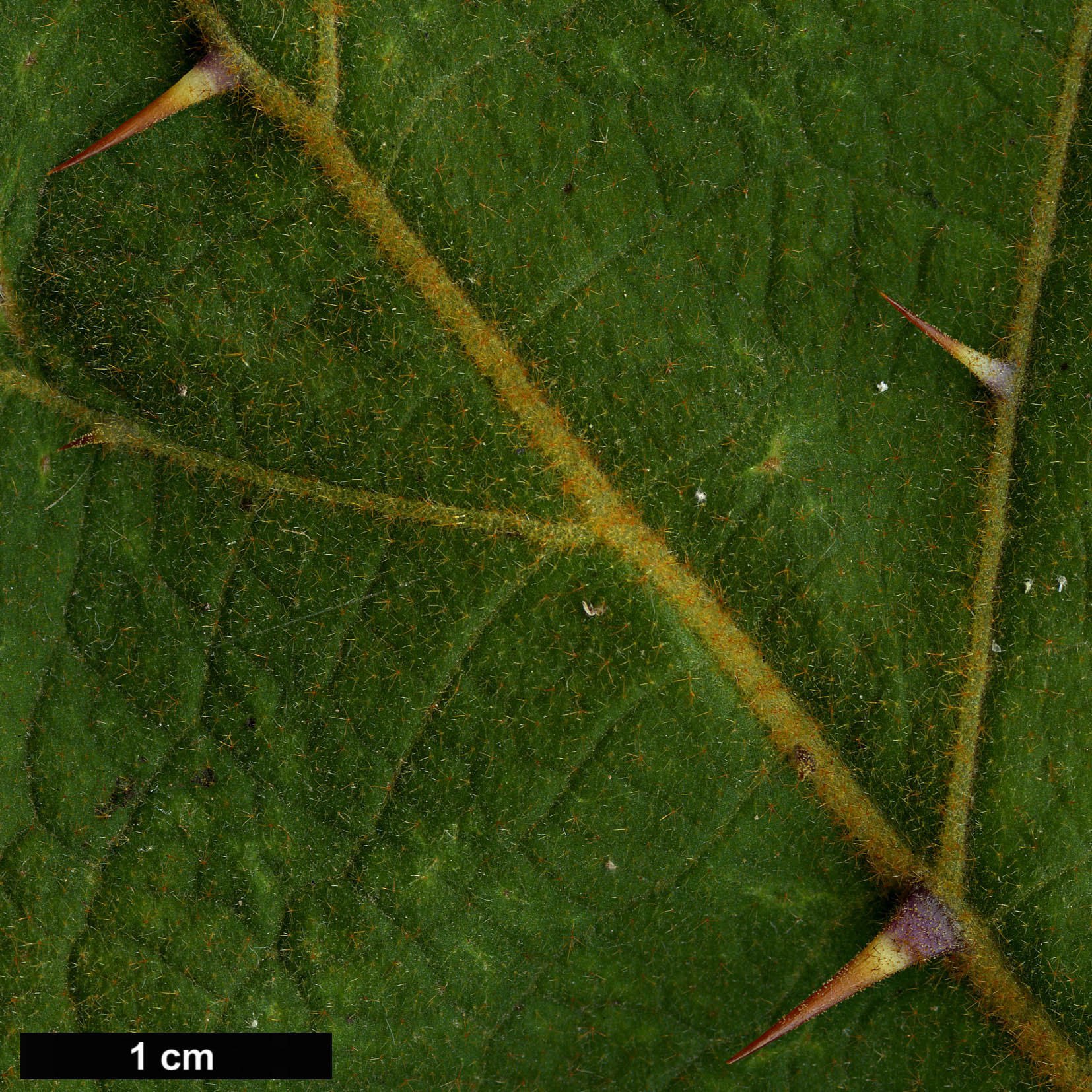 High resolution image: Family: Solanaceae - Genus: Solanum - Taxon: robustum