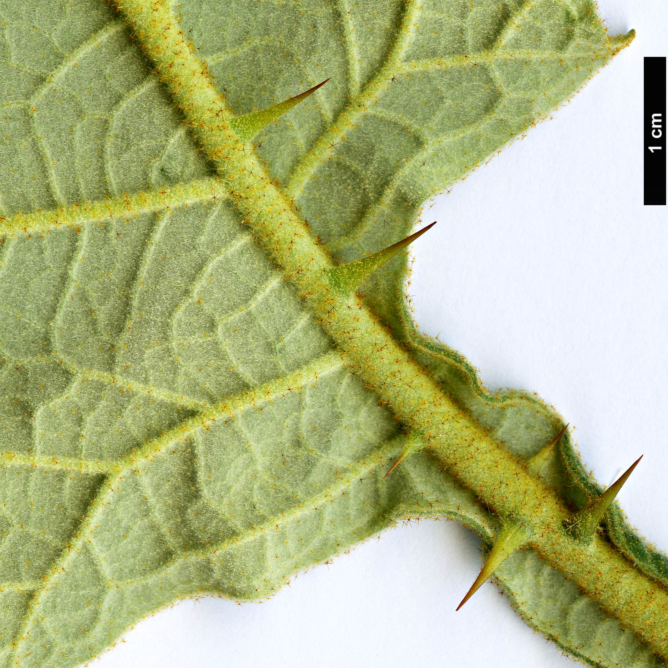 High resolution image: Family: Solanaceae - Genus: Solanum - Taxon: robustum