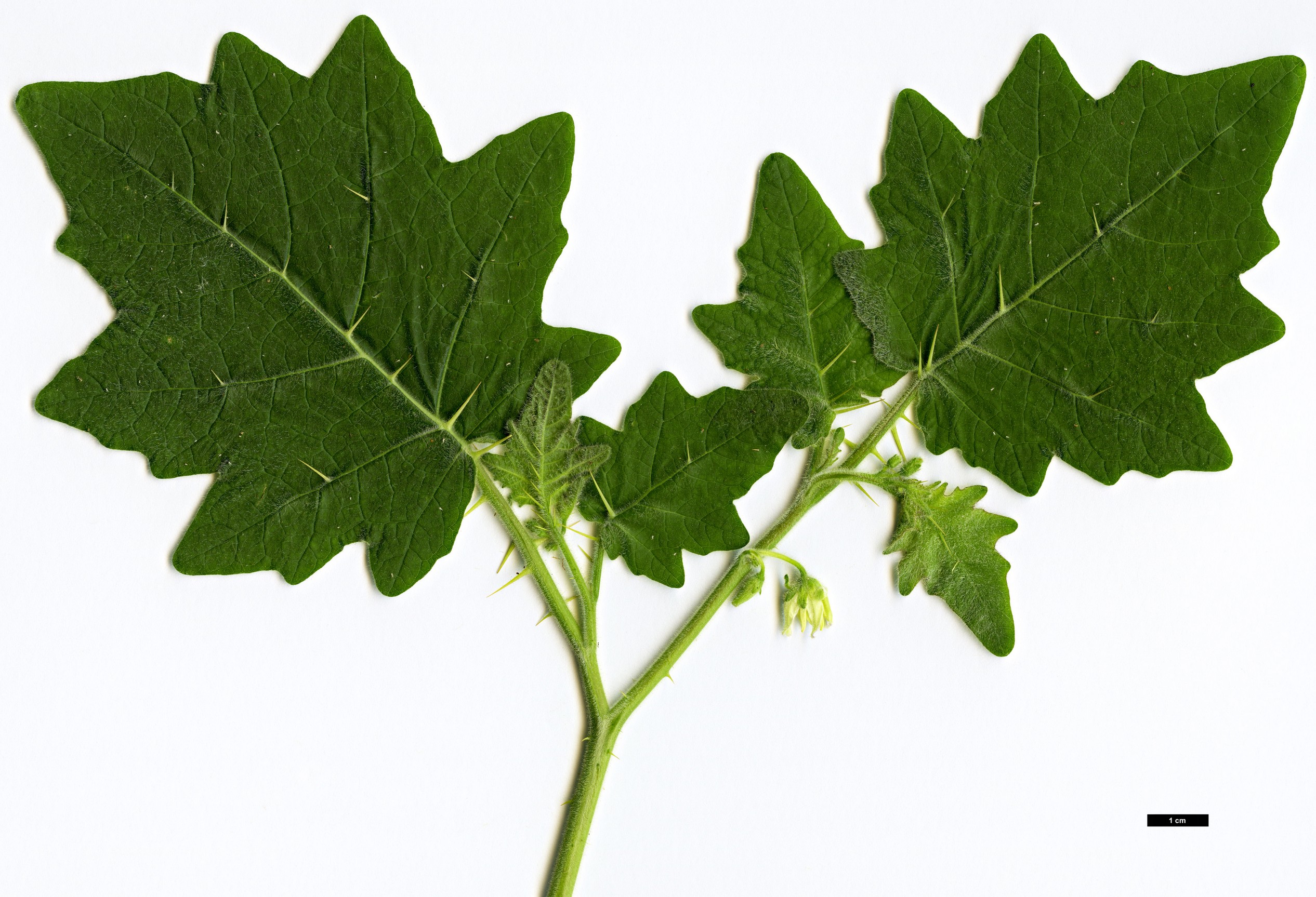 High resolution image: Family: Solanaceae - Genus: Solanum - Taxon: viarum