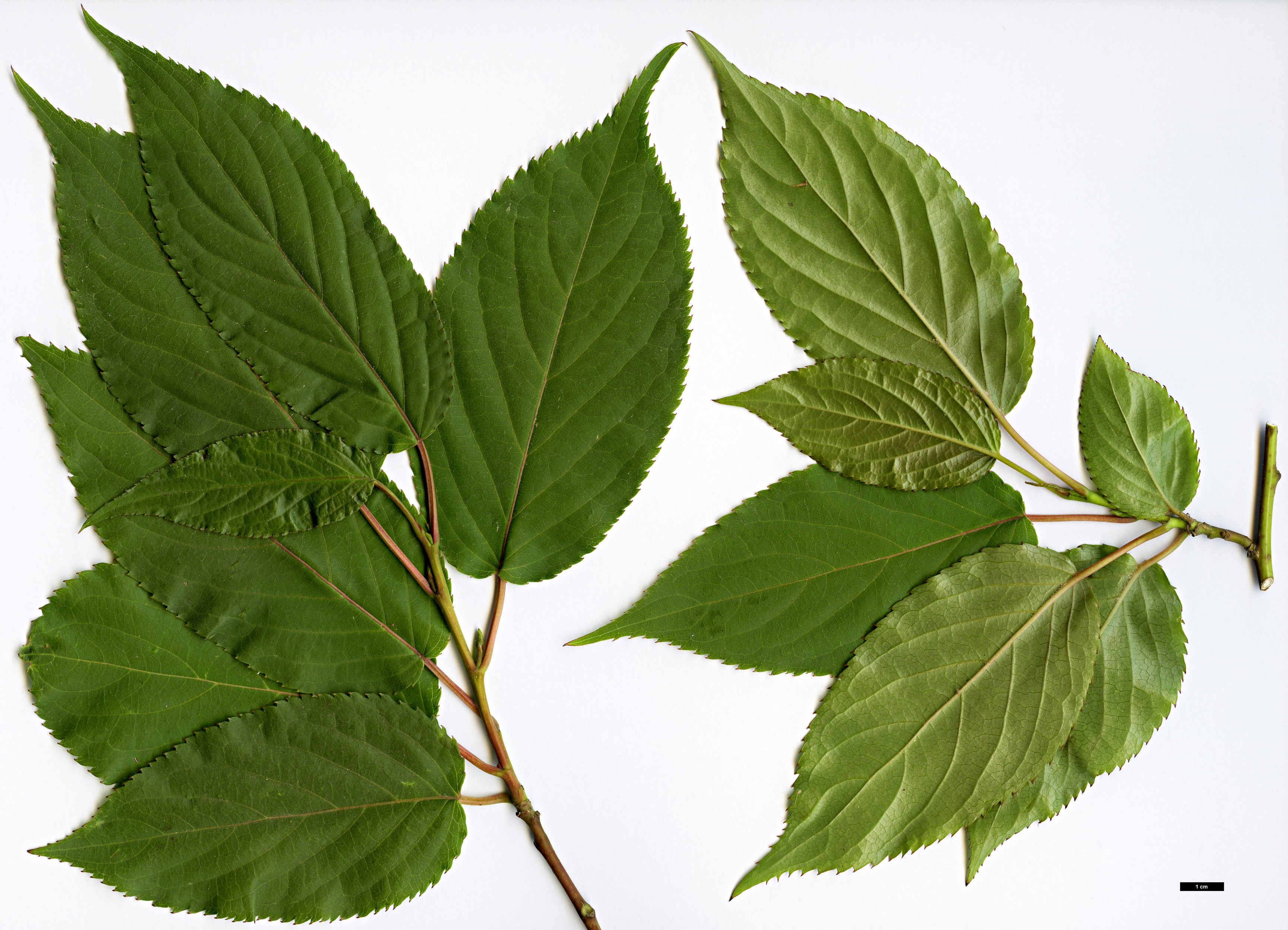 High resolution image: Family: Stachyuraceae - Genus: Stachyurus - Taxon: himalaicus