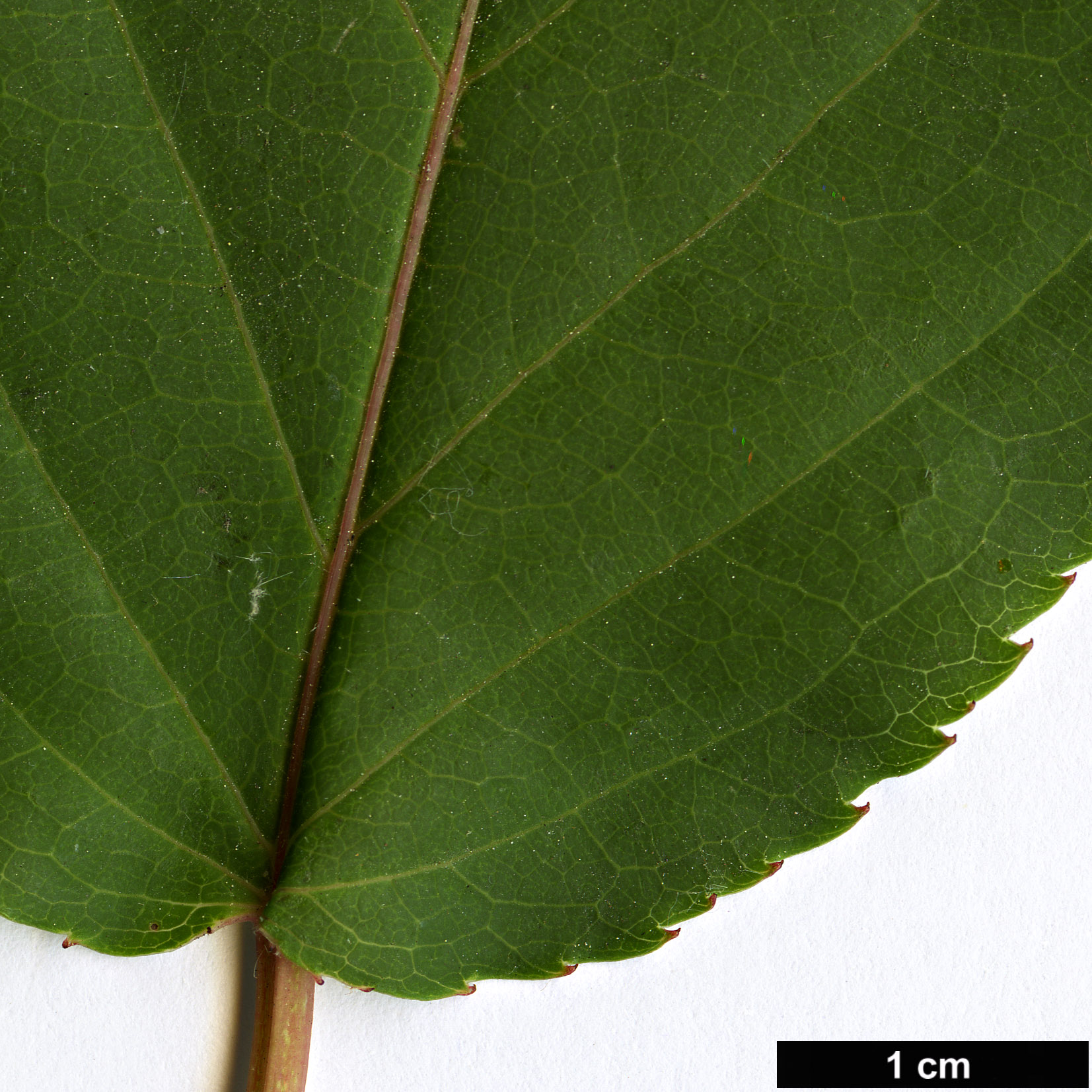 High resolution image: Family: Stachyuraceae - Genus: Stachyurus - Taxon: himalaicus