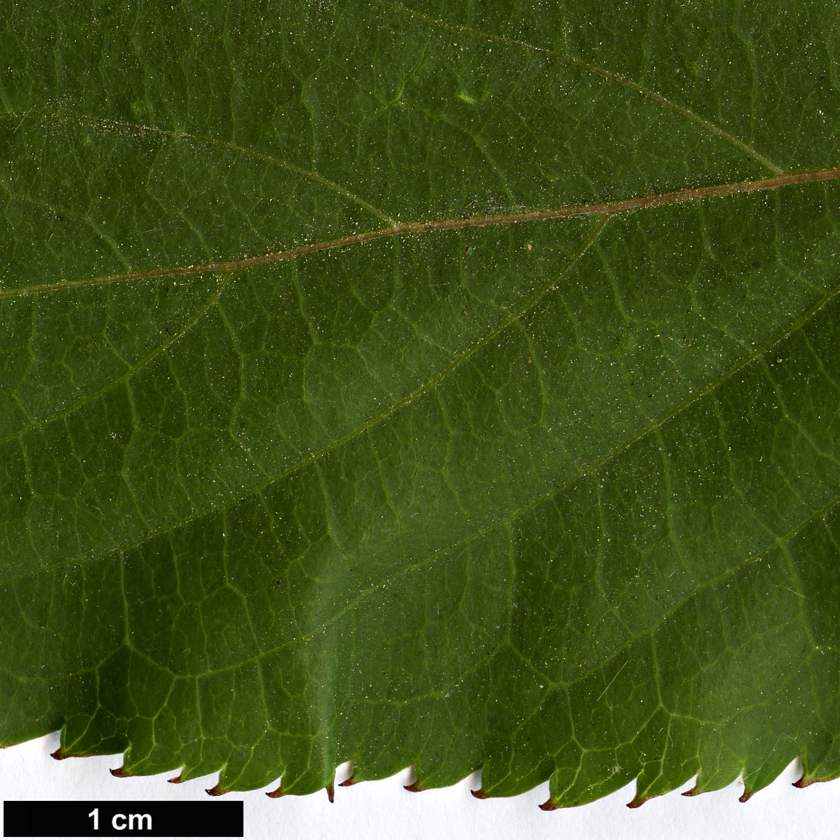 High resolution image: Family: Stachyuraceae - Genus: Stachyurus - Taxon: himalaicus