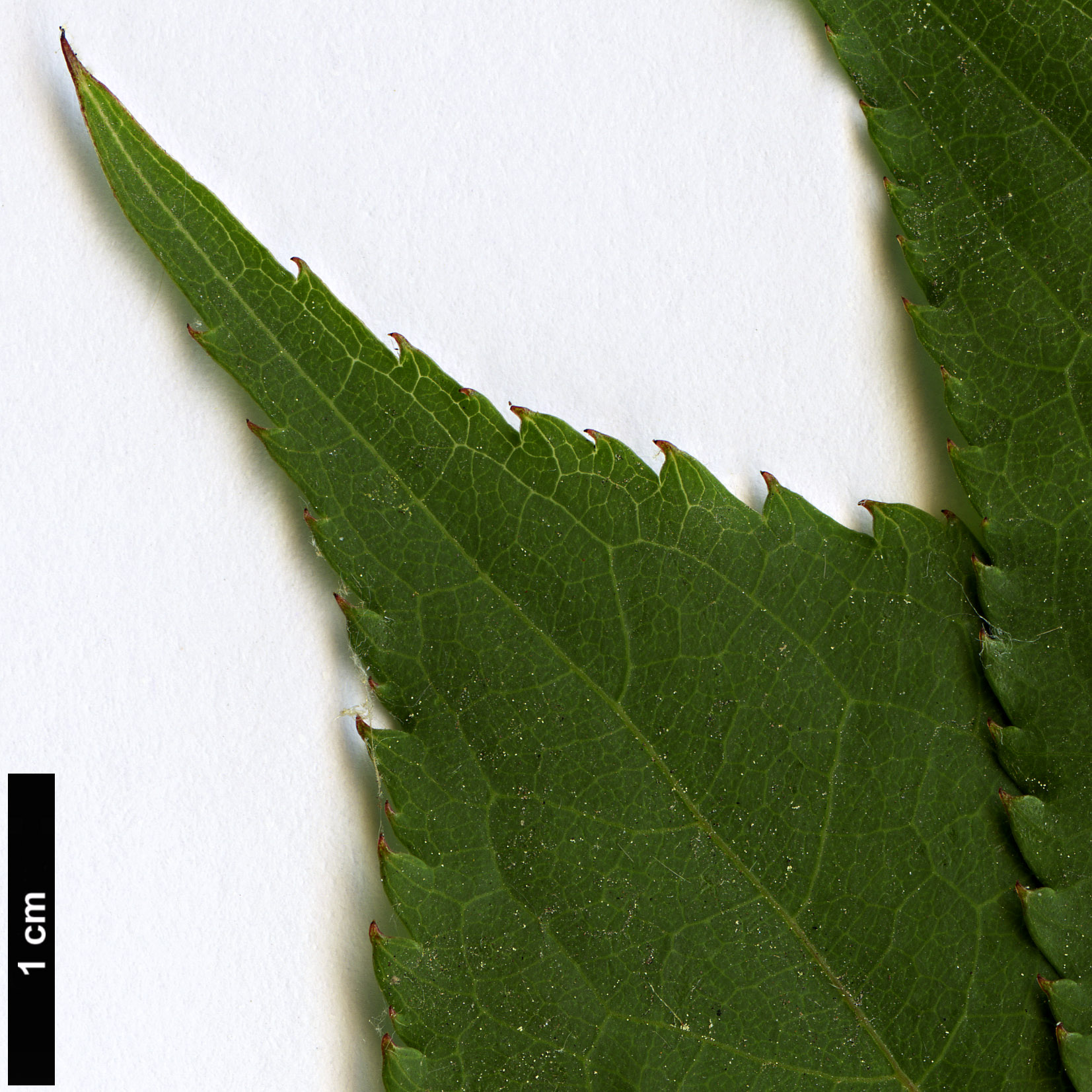 High resolution image: Family: Stachyuraceae - Genus: Stachyurus - Taxon: himalaicus