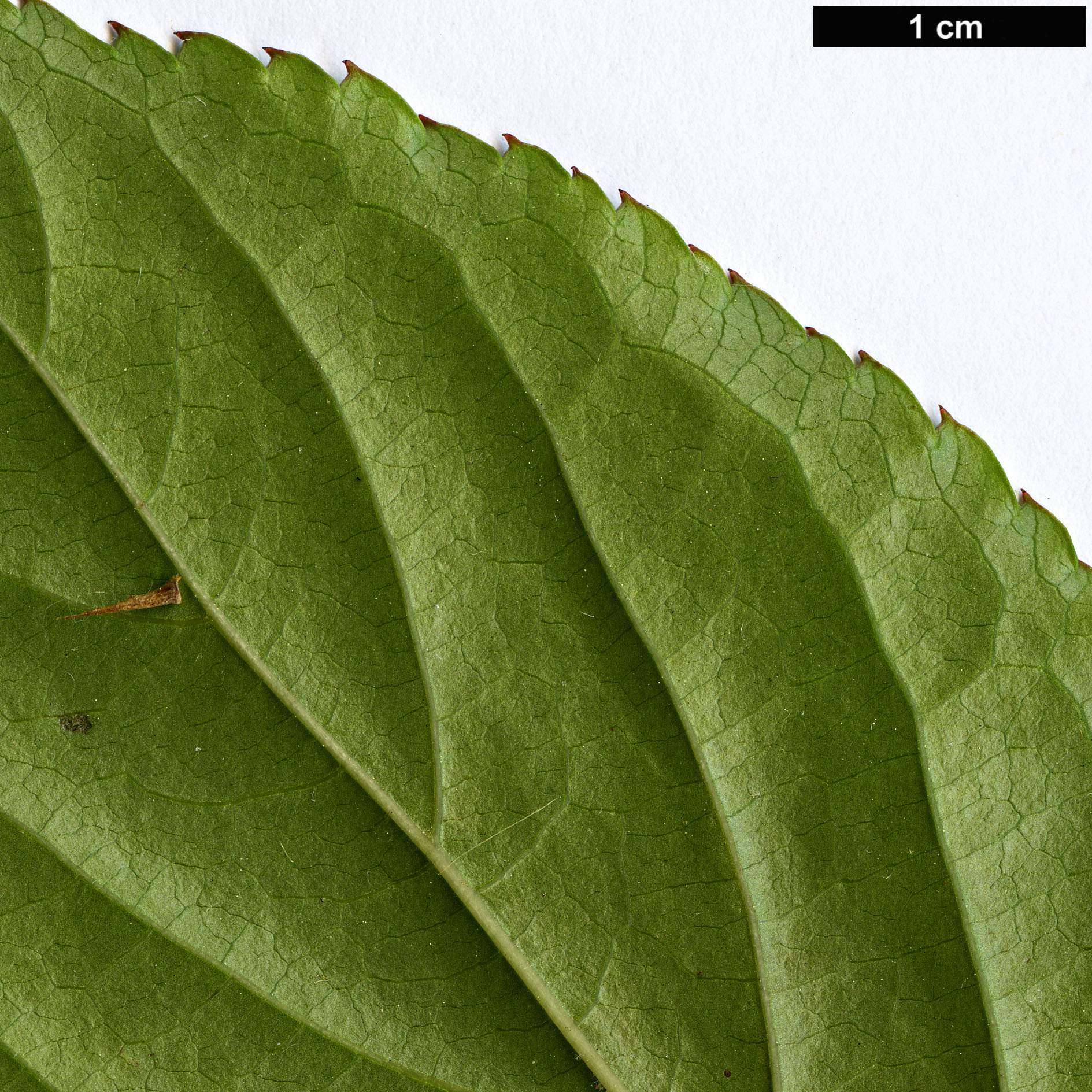 High resolution image: Family: Stachyuraceae - Genus: Stachyurus - Taxon: himalaicus