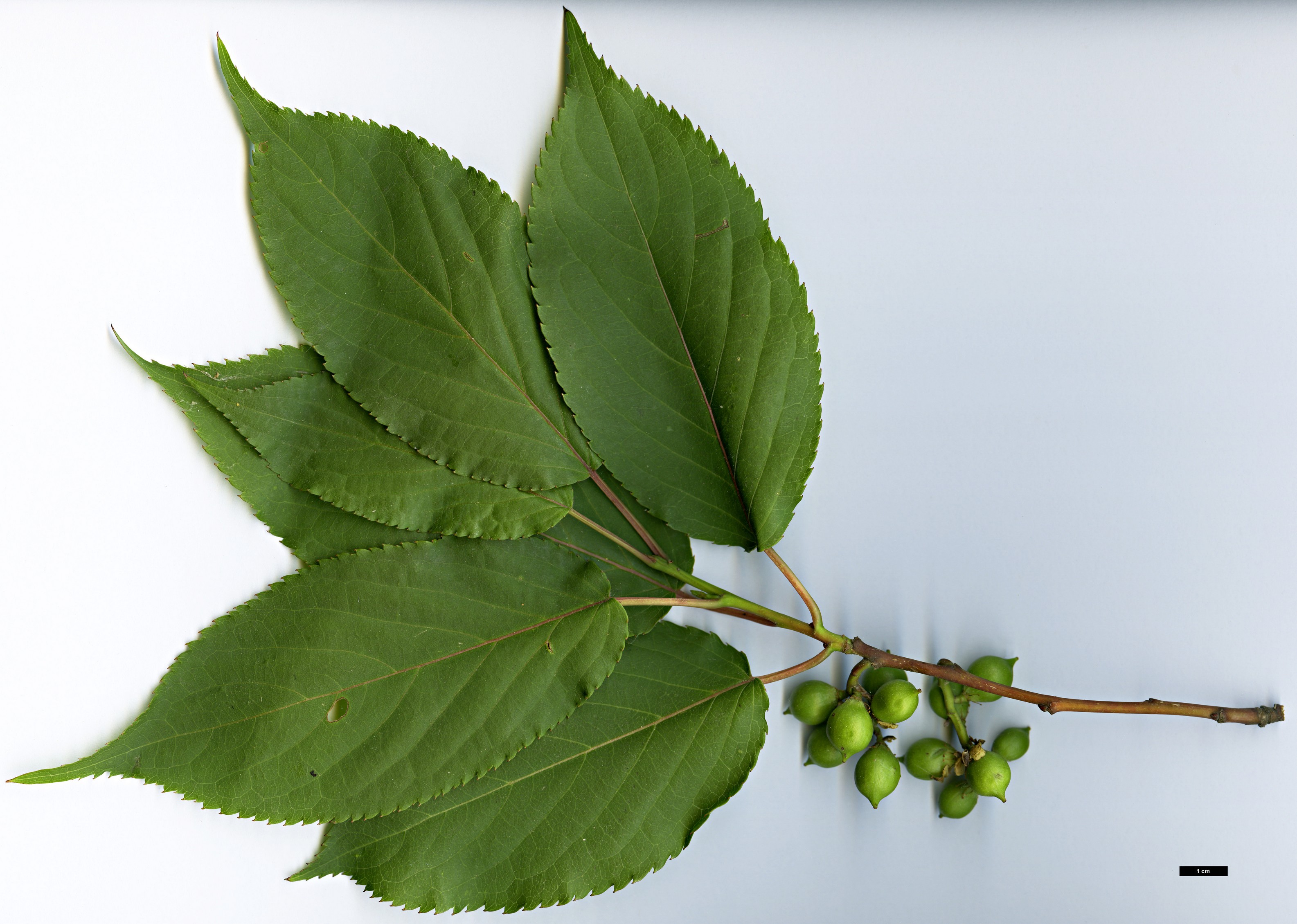 High resolution image: Family: Stachyuraceae - Genus: Stachyurus - Taxon: himalaicus