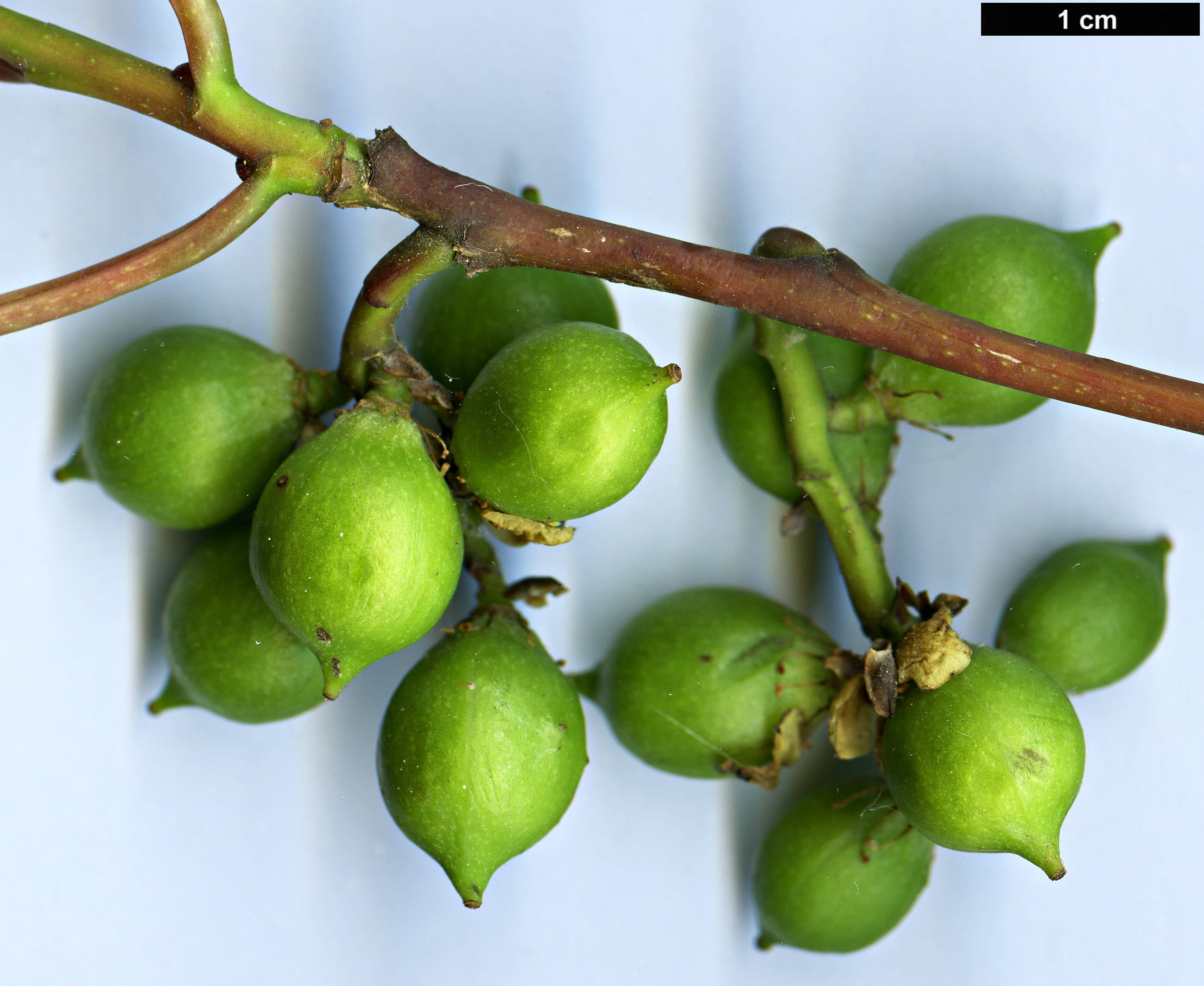 High resolution image: Family: Stachyuraceae - Genus: Stachyurus - Taxon: himalaicus