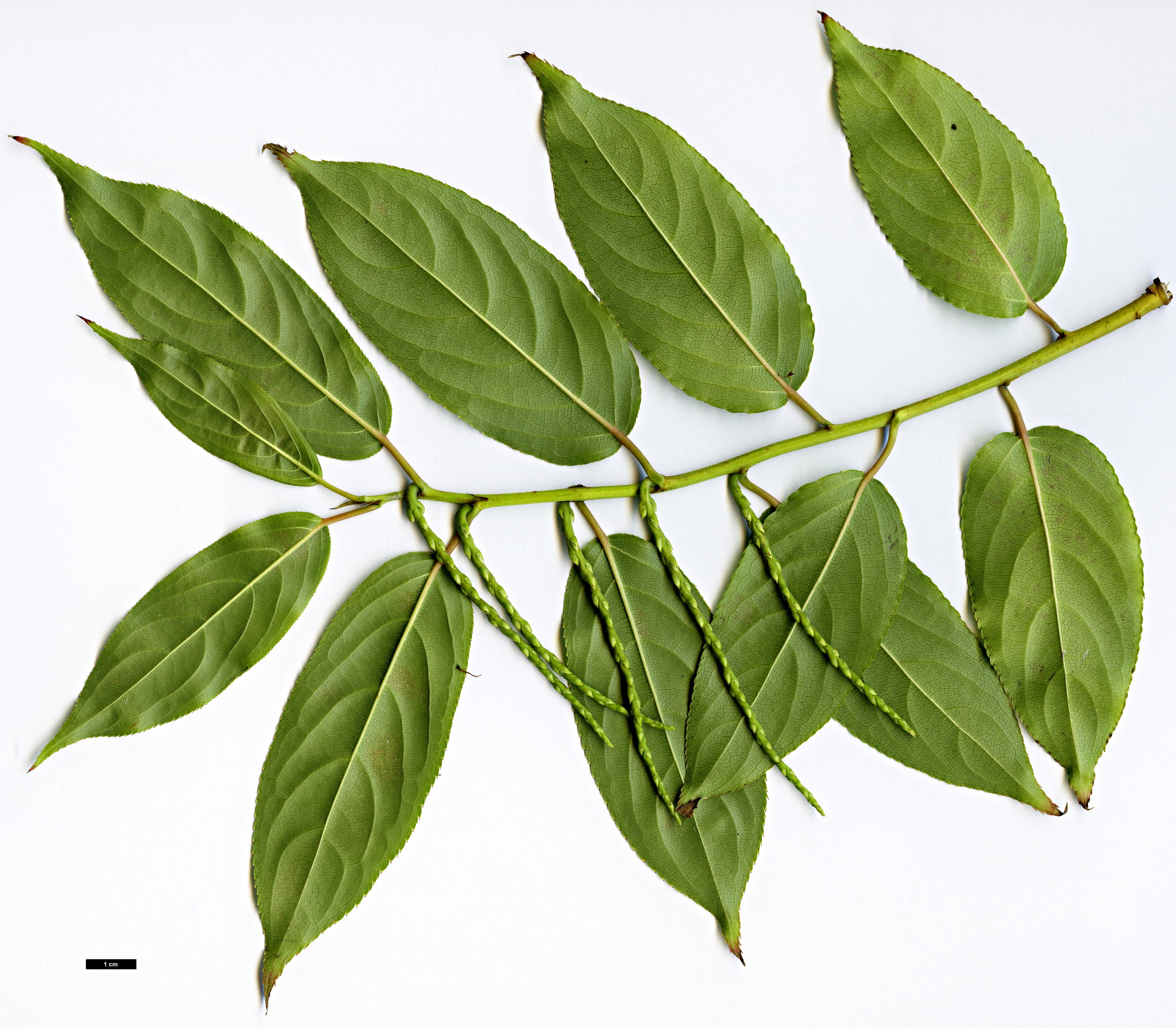 High resolution image: Family: Stachyuraceae - Genus: Stachyurus - Taxon: sigeyosii