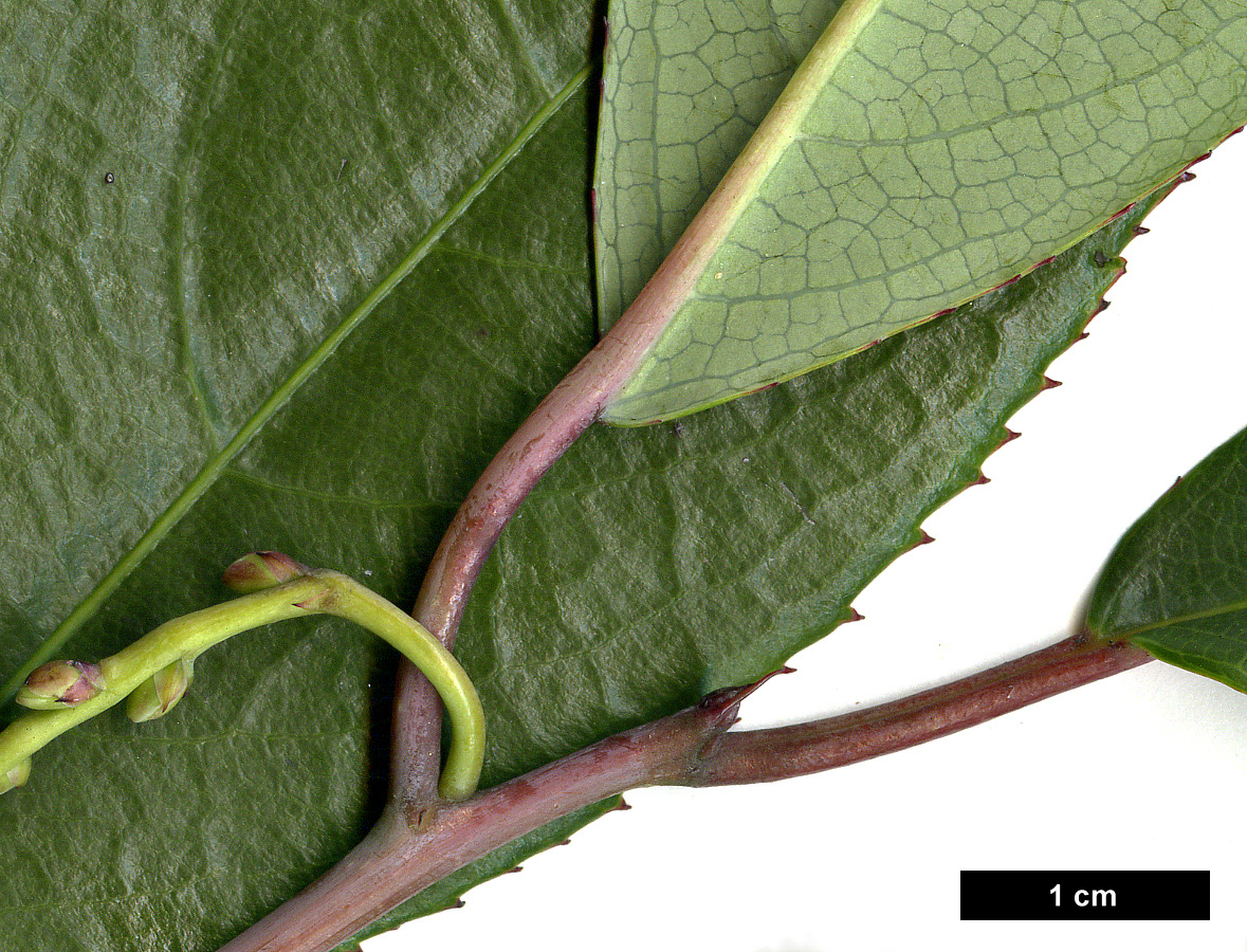 High resolution image: Family: Stachyuraceae - Genus: Stachyurus - Taxon: yunnanensis