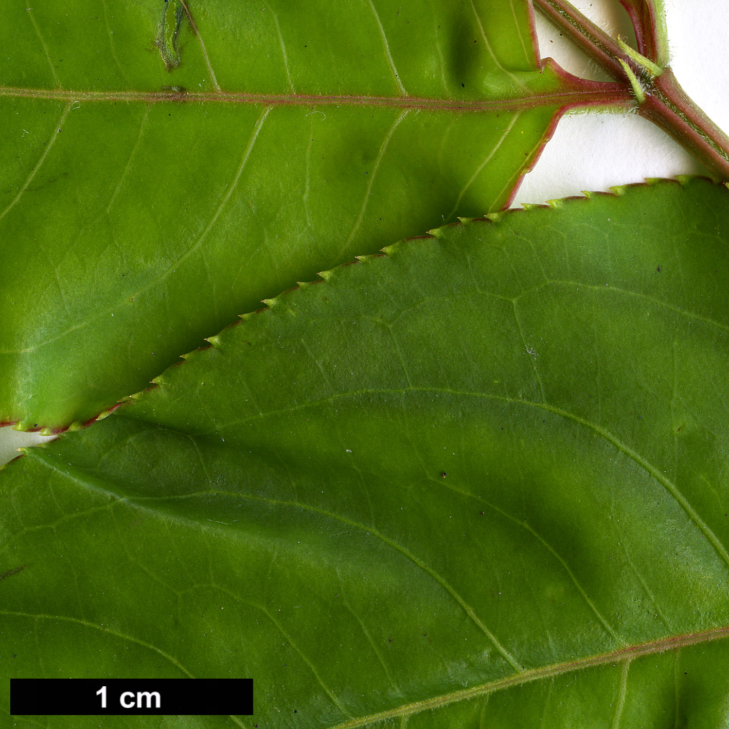 High resolution image: Family: Staphyleaceae - Genus: Euscaphis - Taxon: japonica