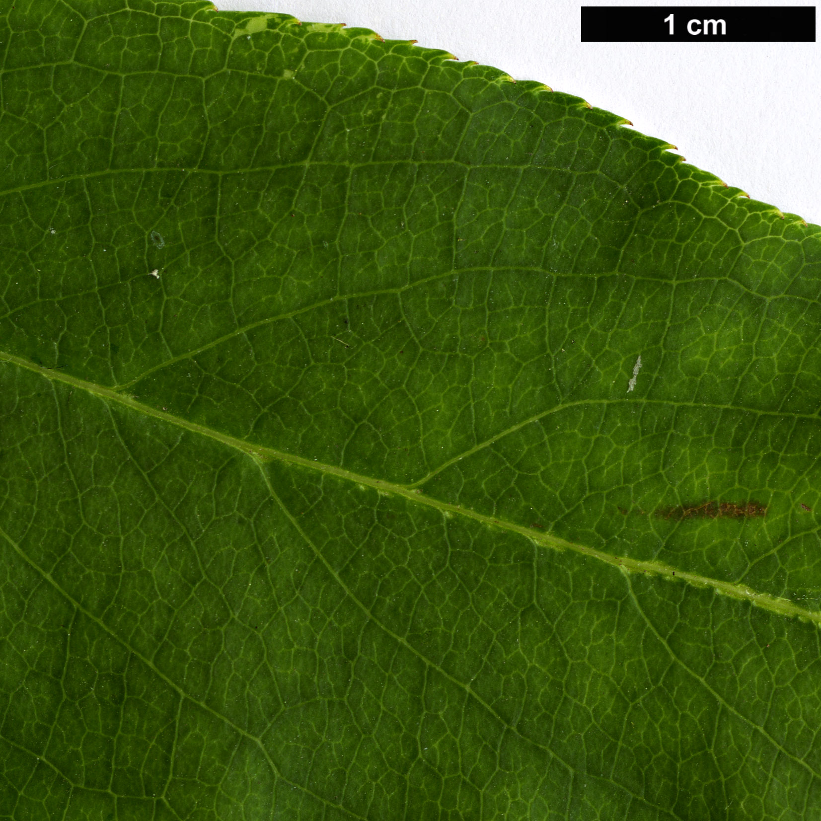 High resolution image: Family: Staphyleaceae - Genus: Staphylea - Taxon: colchica