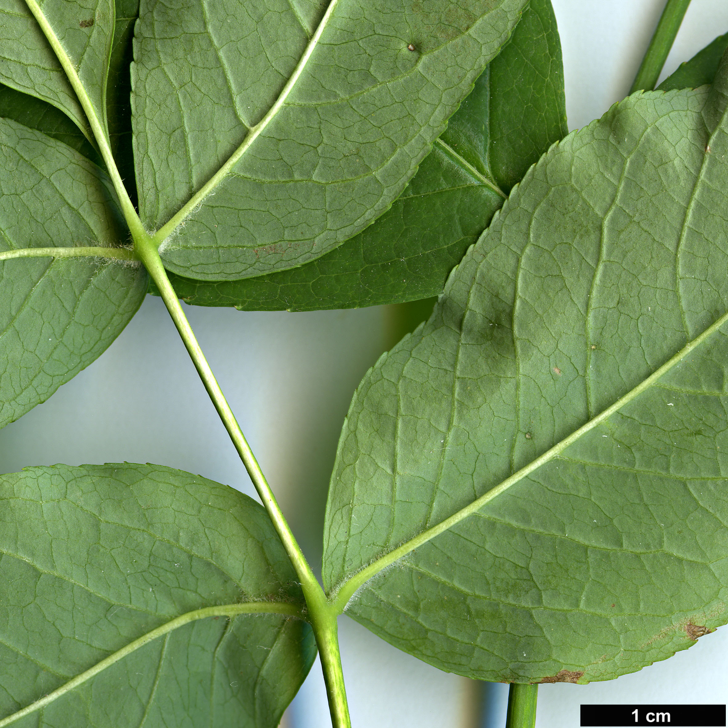 High resolution image: Family: Staphyleaceae - Genus: Staphylea - Taxon: pinnata