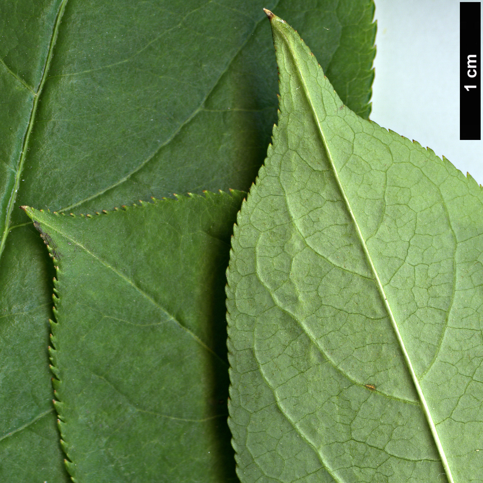 High resolution image: Family: Staphyleaceae - Genus: Staphylea - Taxon: pinnata