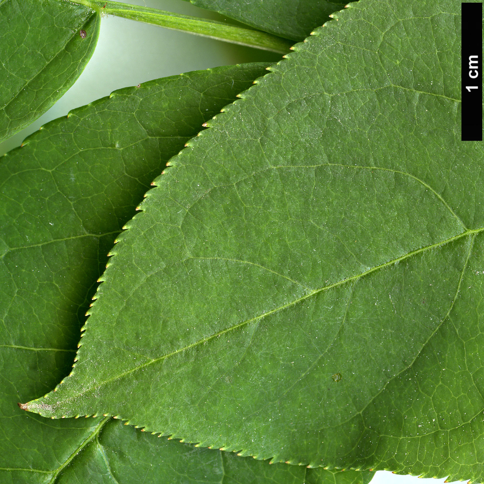 High resolution image: Family: Staphyleaceae - Genus: Staphylea - Taxon: pinnata