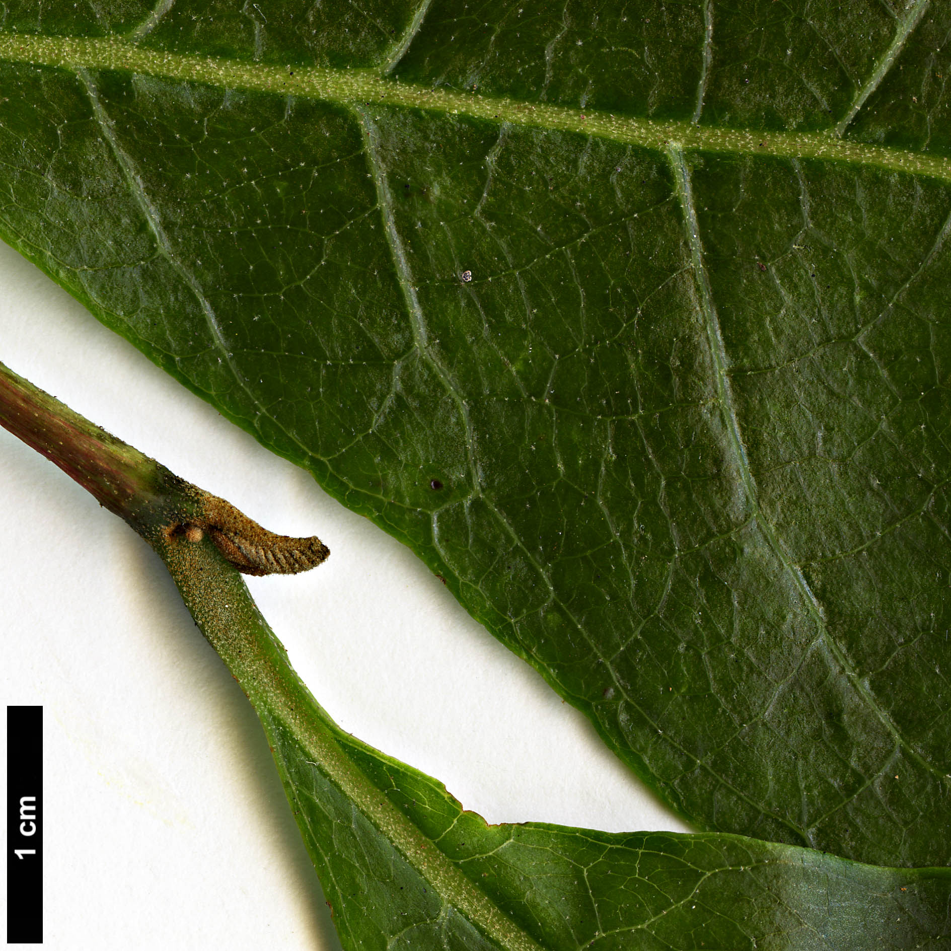 High resolution image: Family: Styracaceae - Genus: Alniphyllum - Taxon: fortunei