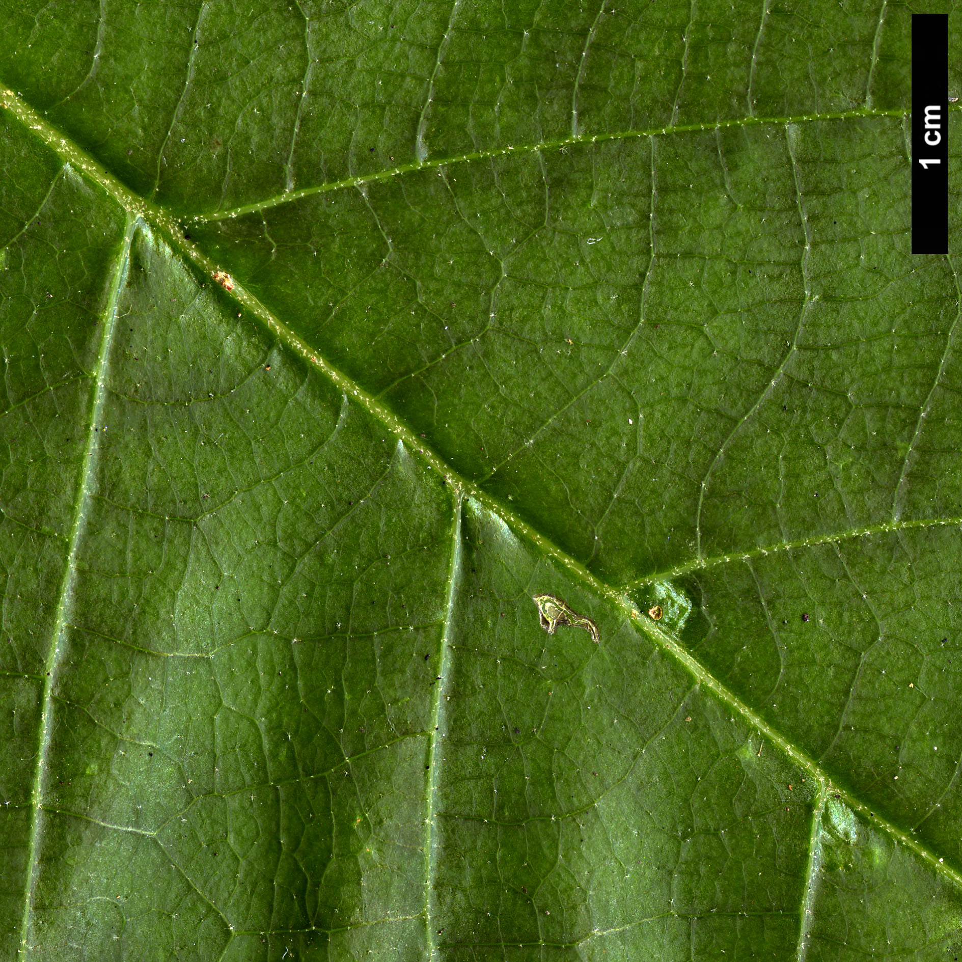 High resolution image: Family: Styracaceae - Genus: Alniphyllum - Taxon: fortunei