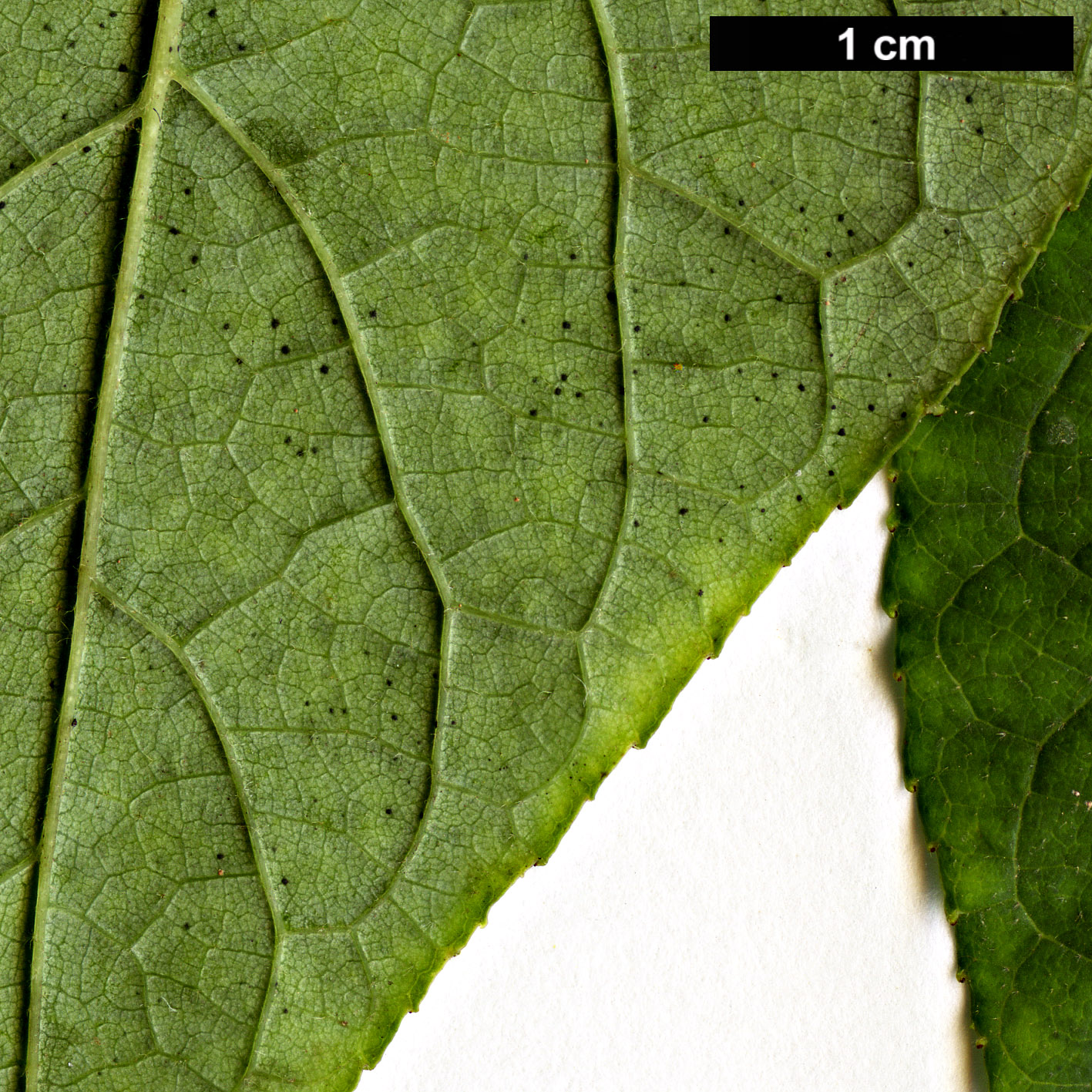 High resolution image: Family: Styracaceae - Genus: Halesia - Taxon: carolina