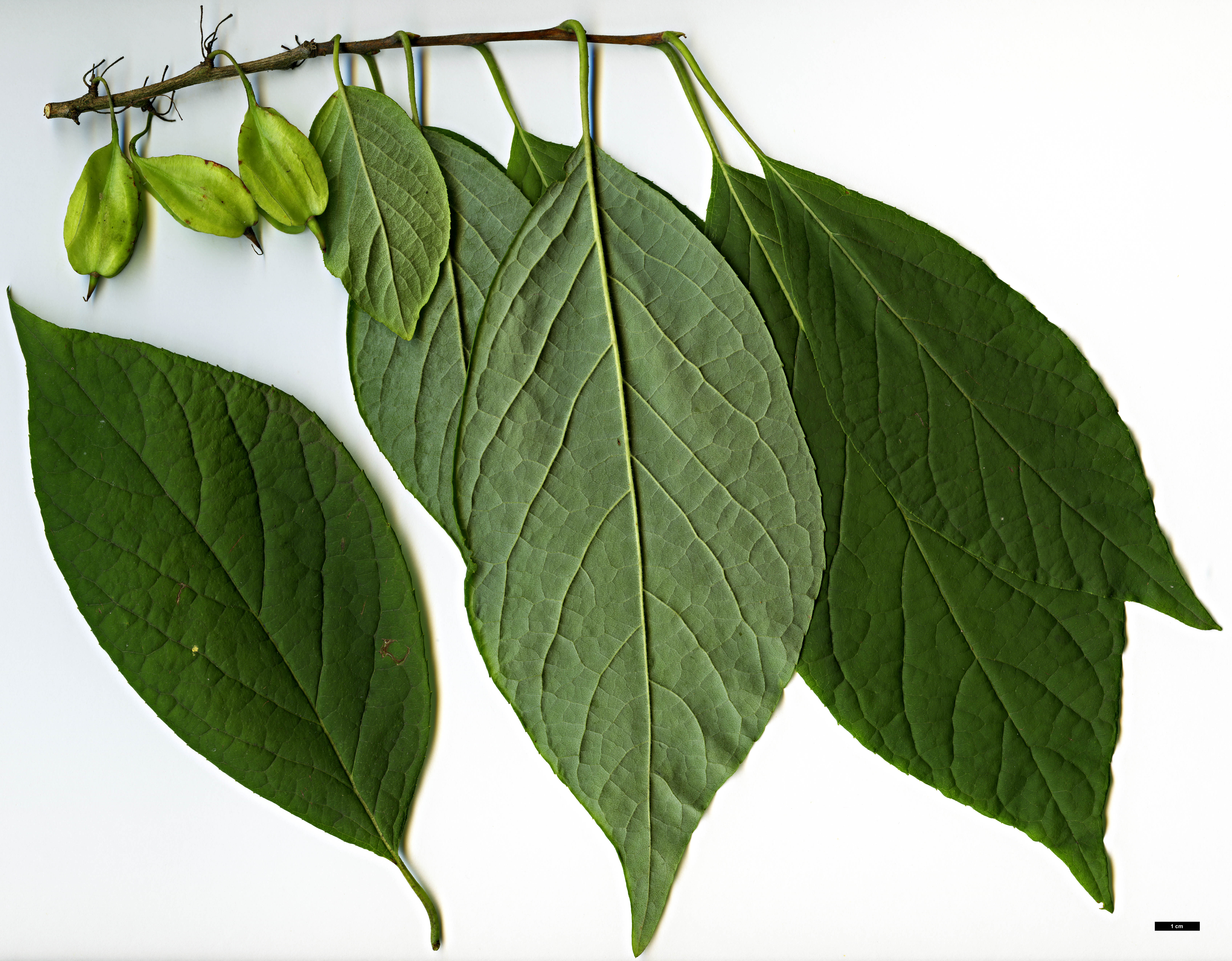 High resolution image: Family: Styracaceae - Genus: Halesia - Taxon: carolina