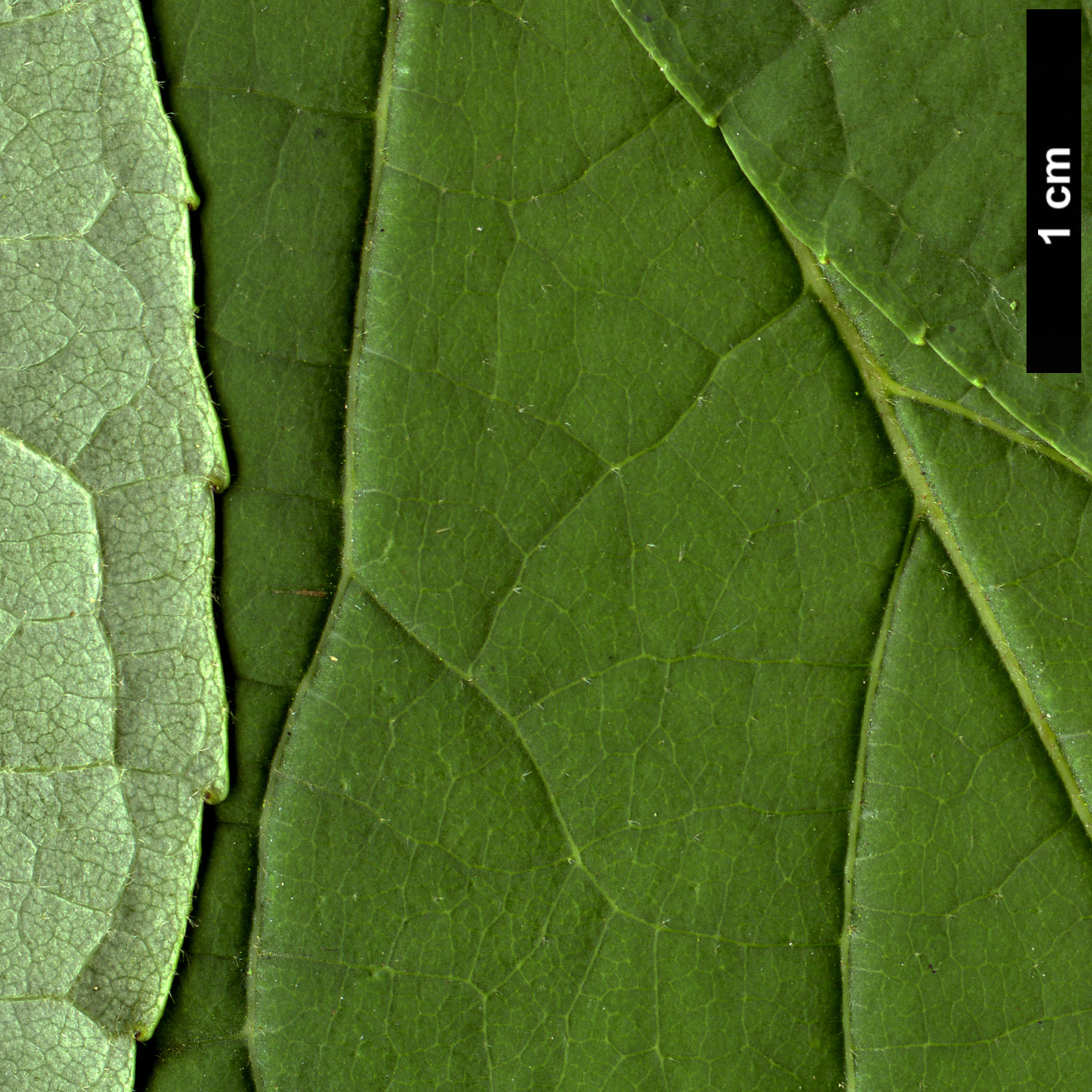 High resolution image: Family: Styracaceae - Genus: Halesia - Taxon: carolina