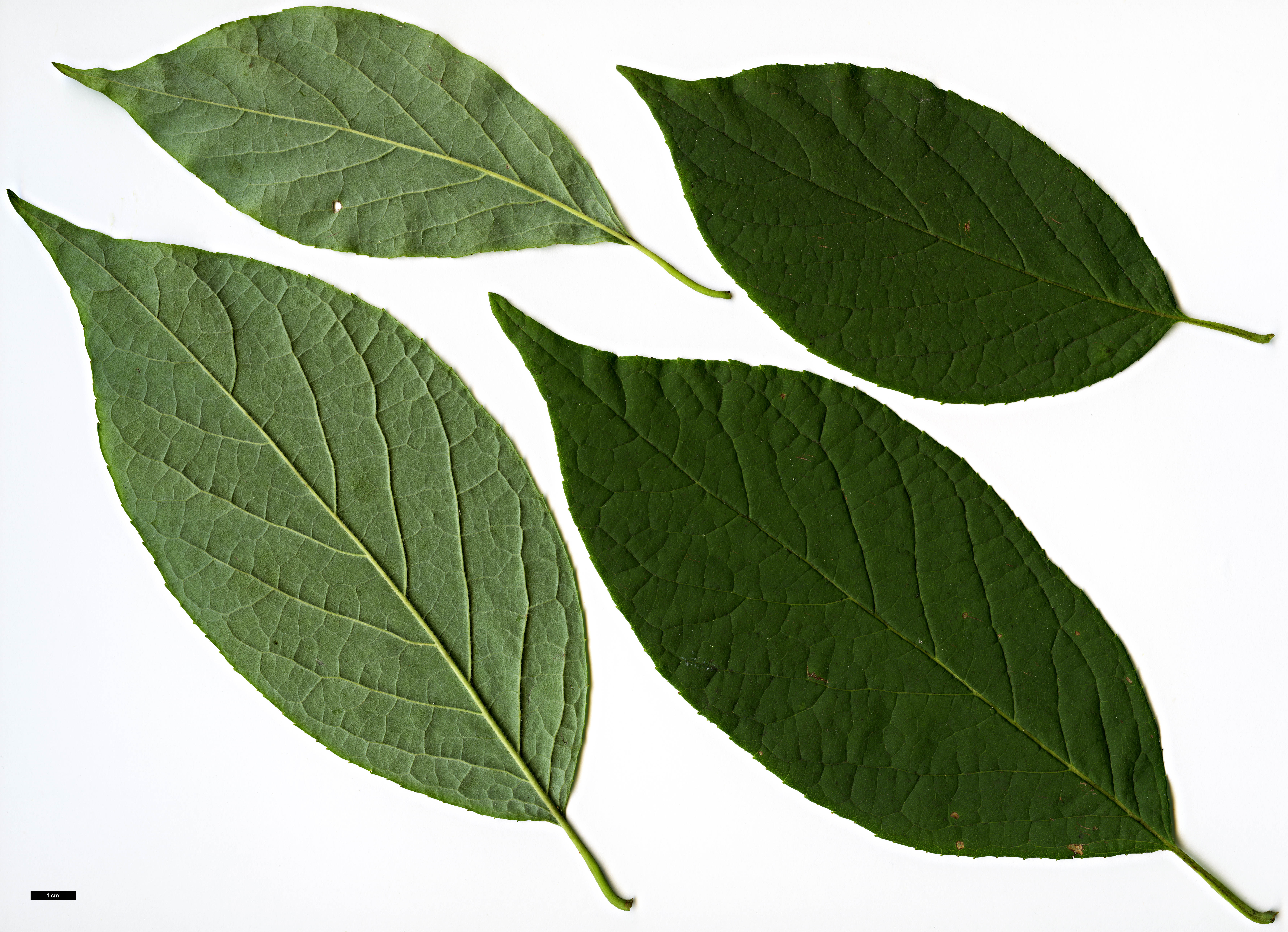 High resolution image: Family: Styracaceae - Genus: Halesia - Taxon: carolina