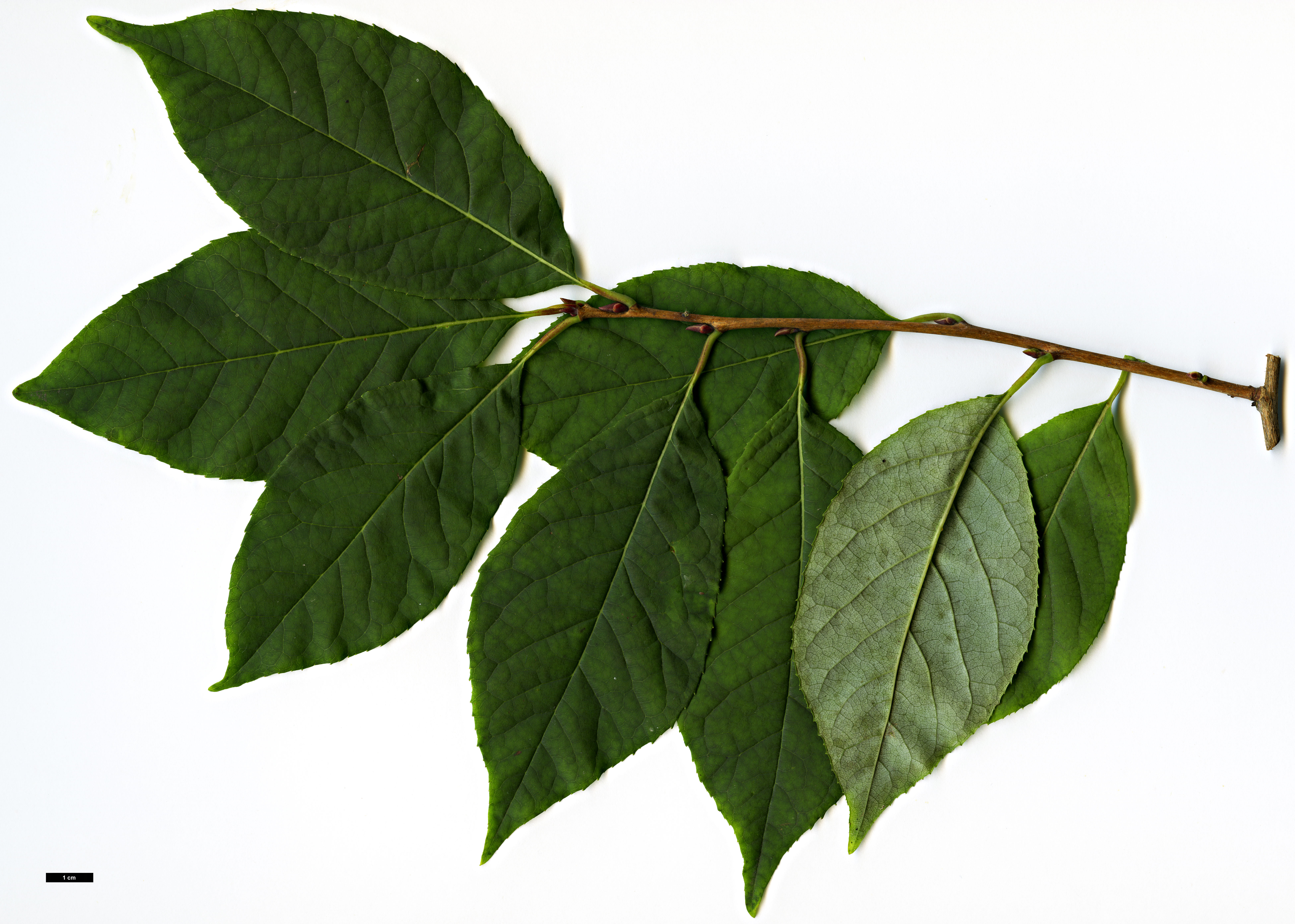 High resolution image: Family: Styracaceae - Genus: Halesia - Taxon: carolina