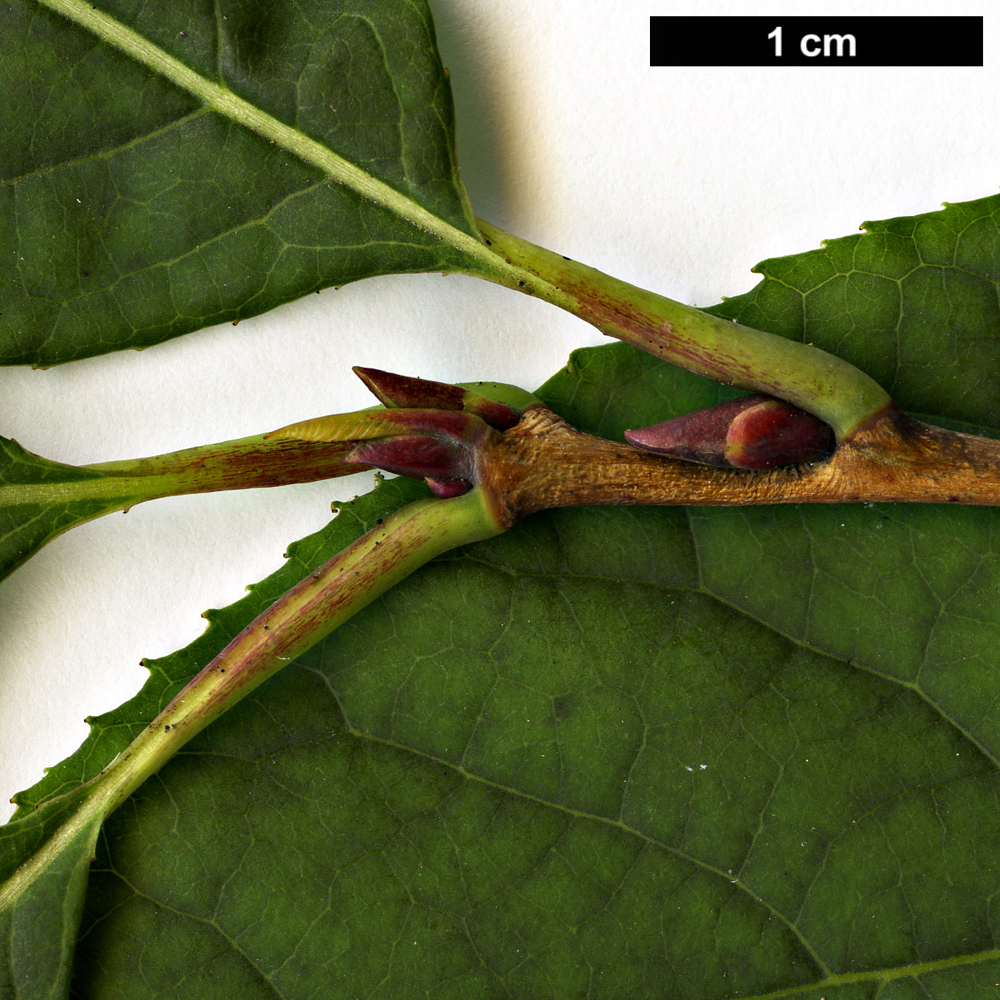 High resolution image: Family: Styracaceae - Genus: Halesia - Taxon: carolina