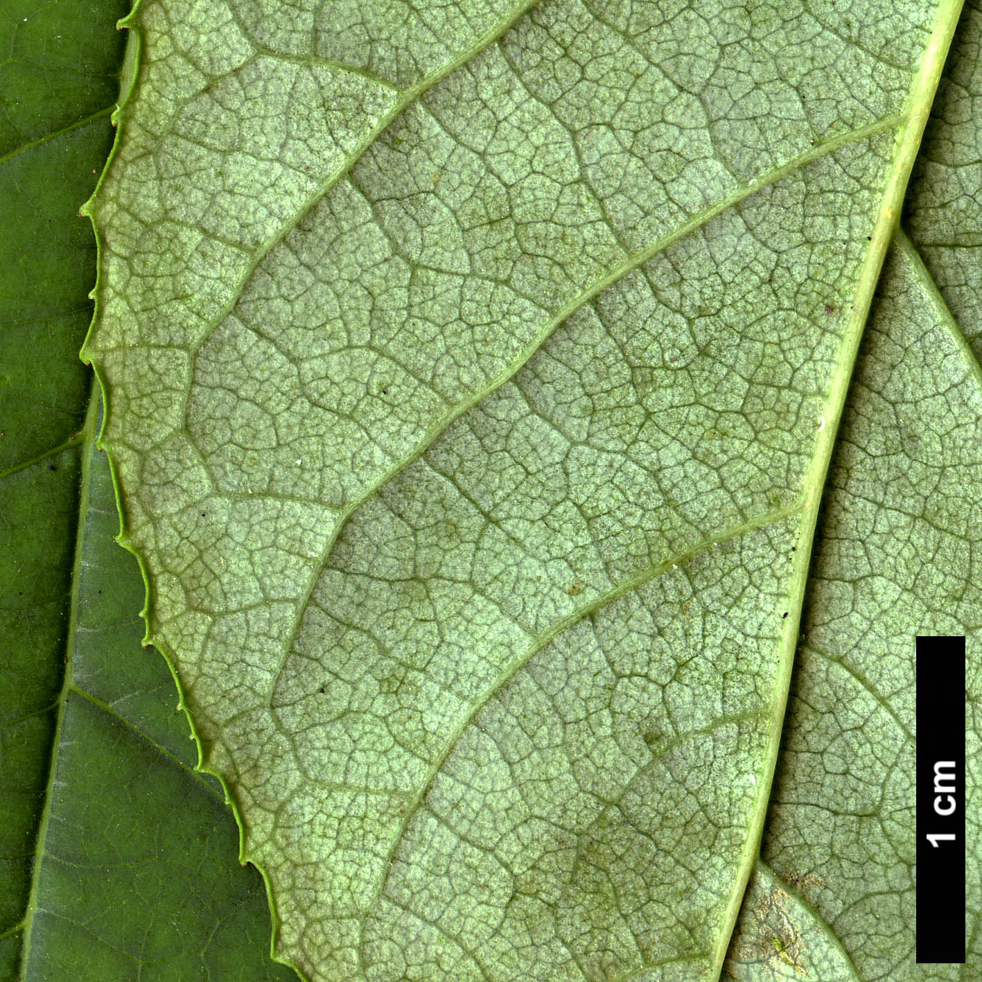 High resolution image: Family: Styracaceae - Genus: Halesia - Taxon: carolina