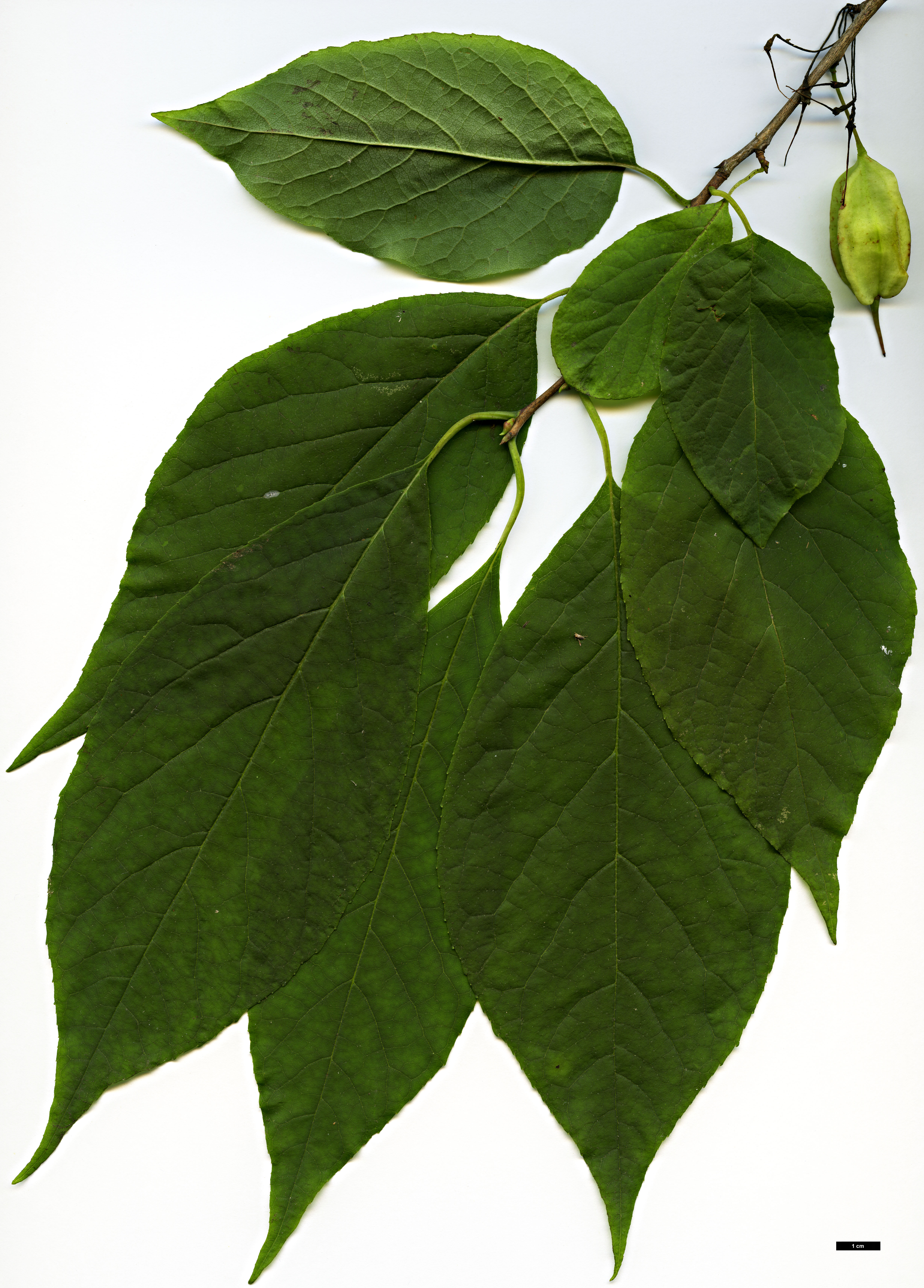 High resolution image: Family: Styracaceae - Genus: Halesia - Taxon: carolina