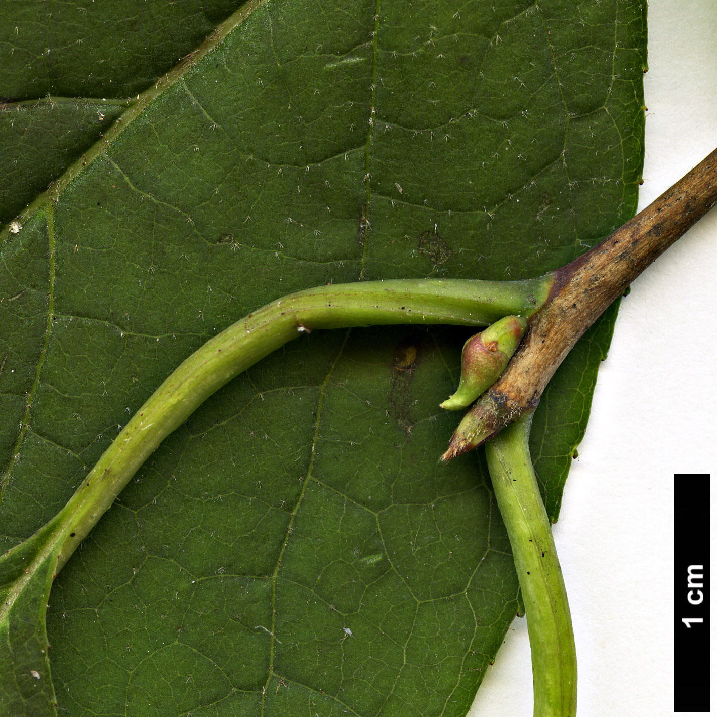 High resolution image: Family: Styracaceae - Genus: Halesia - Taxon: carolina