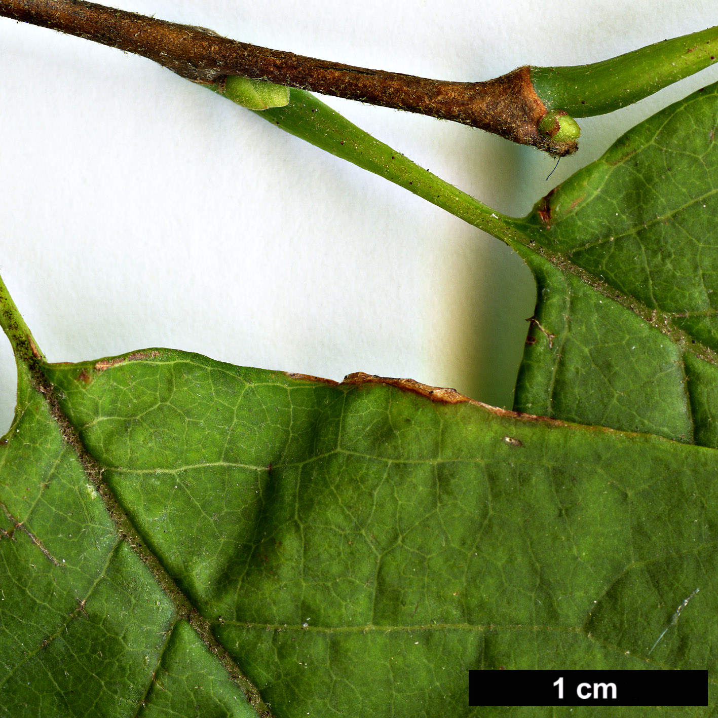 High resolution image: Family: Styracaceae - Genus: Halesia - Taxon: diptera