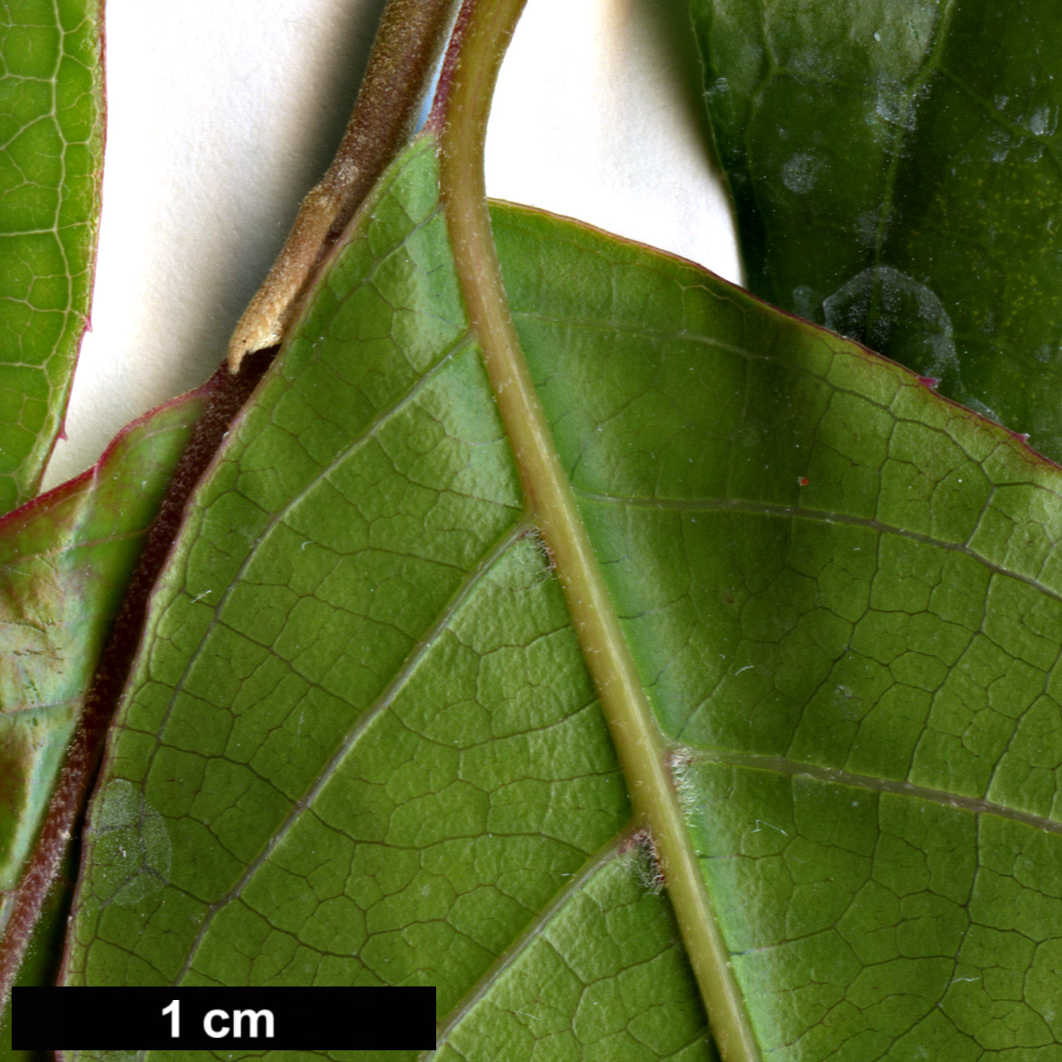 High resolution image: Family: Styracaceae - Genus: Huodendron - Taxon: biaristatum