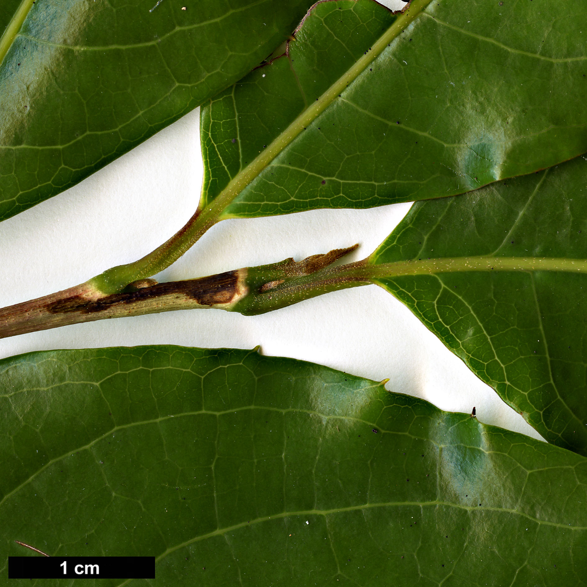 High resolution image: Family: Styracaceae - Genus: Huodendron - Taxon: tibeticum