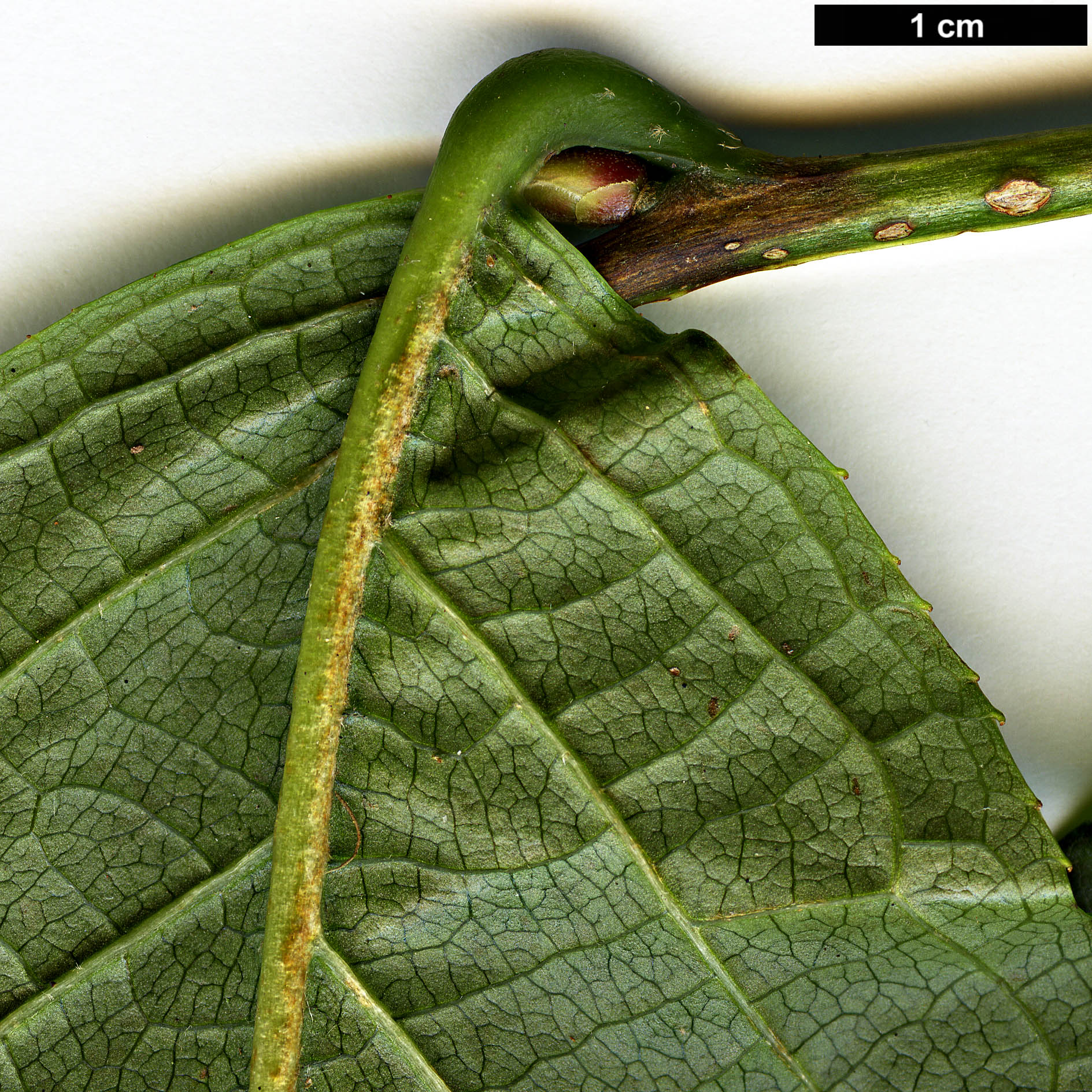 High resolution image: Family: Styracaceae - Genus: Melliodendron - Taxon: xylocarpum