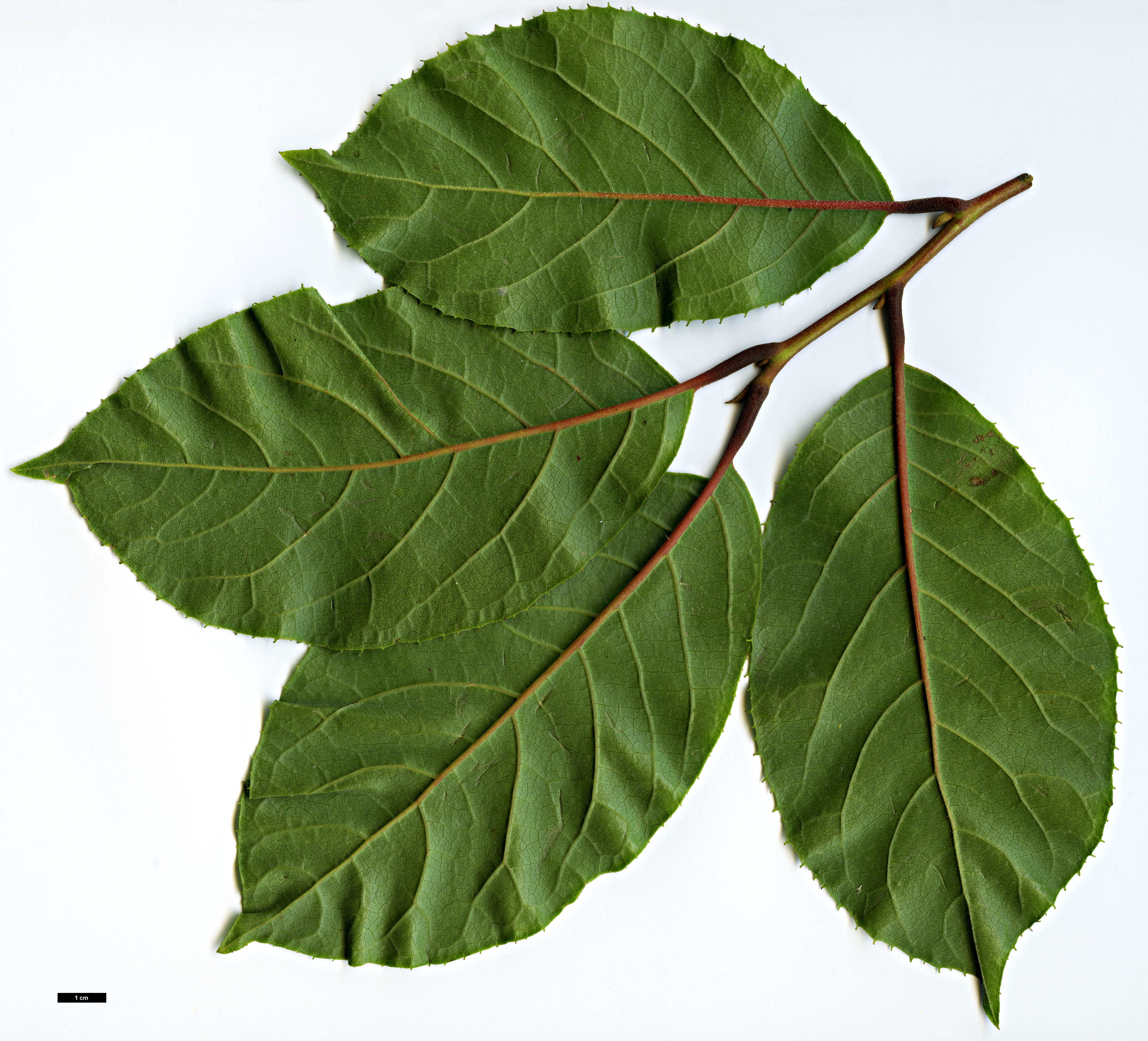 High resolution image: Family: Styracaceae - Genus: Pterostyrax - Taxon: corymbosus