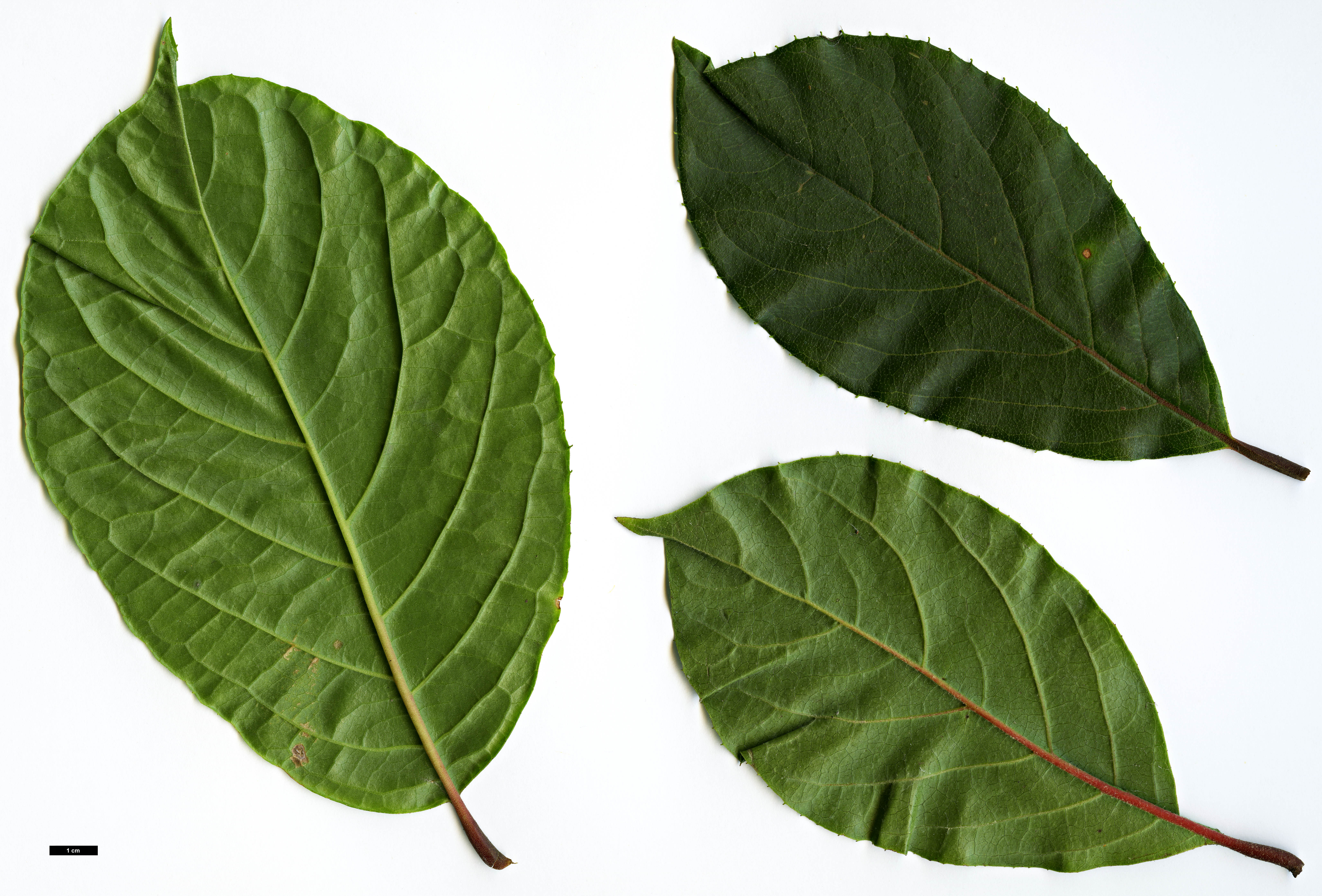 High resolution image: Family: Styracaceae - Genus: Pterostyrax - Taxon: corymbosus