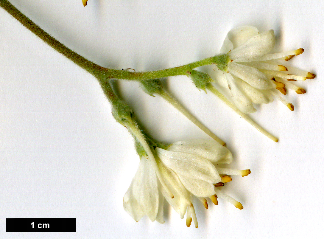 High resolution image: Family: Styracaceae - Genus: Pterostyrax - Taxon: corymbosus