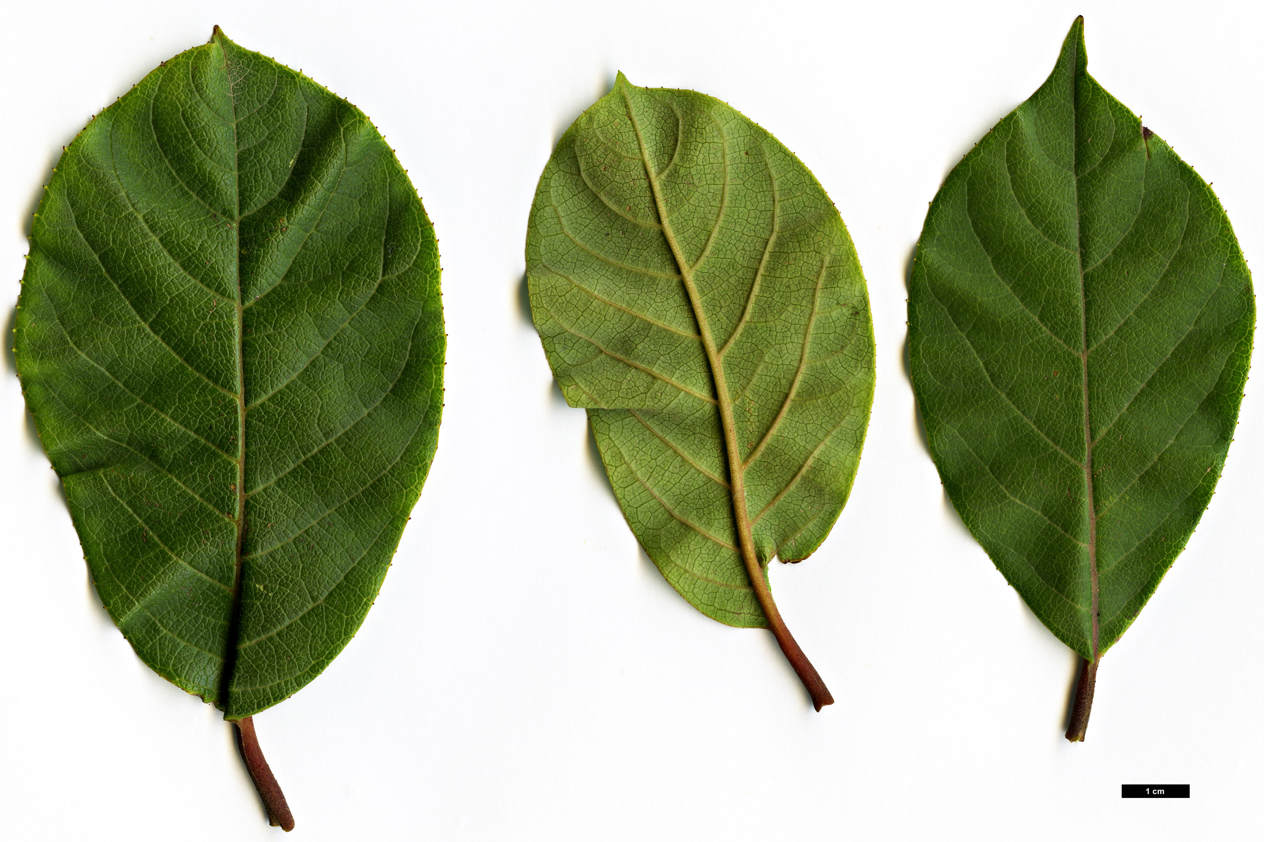 High resolution image: Family: Styracaceae - Genus: Pterostyrax - Taxon: corymbosus