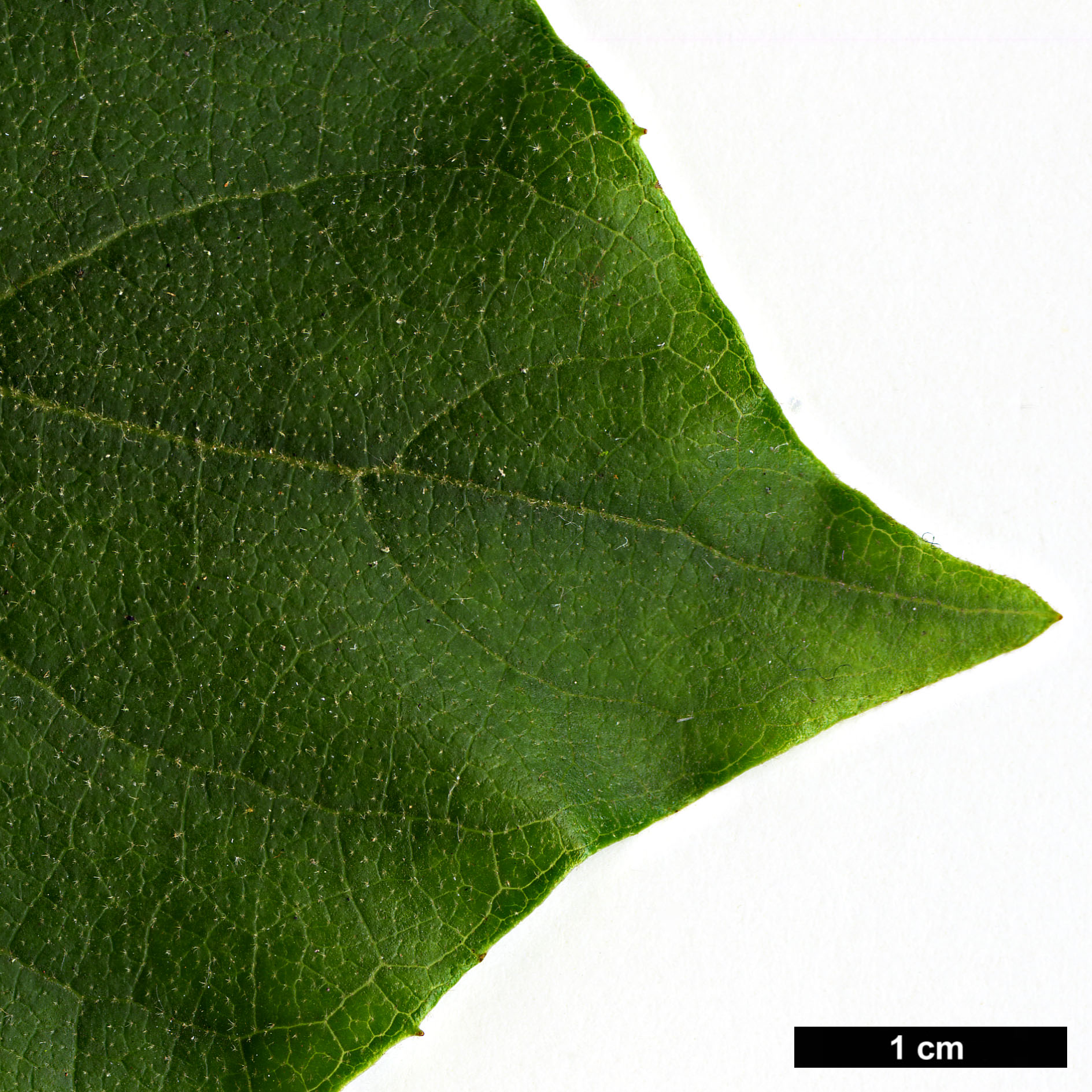 High resolution image: Family: Styracaceae - Genus: Pterostyrax - Taxon: corymbosus