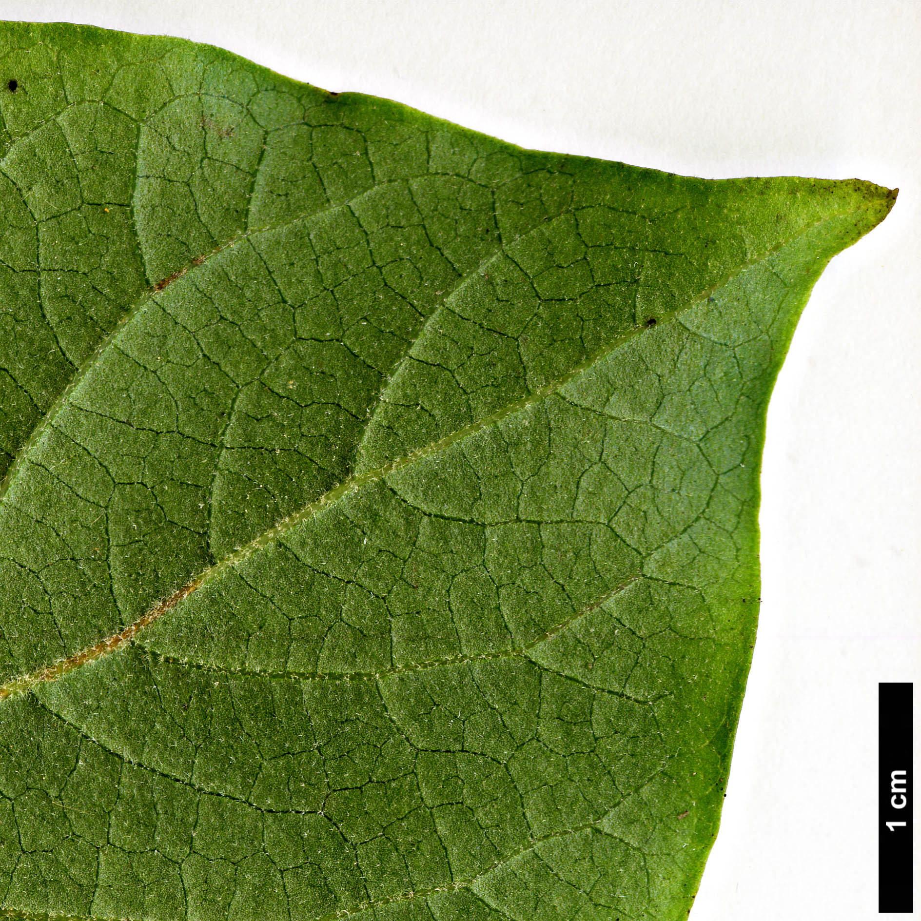 High resolution image: Family: Styracaceae - Genus: Pterostyrax - Taxon: corymbosus