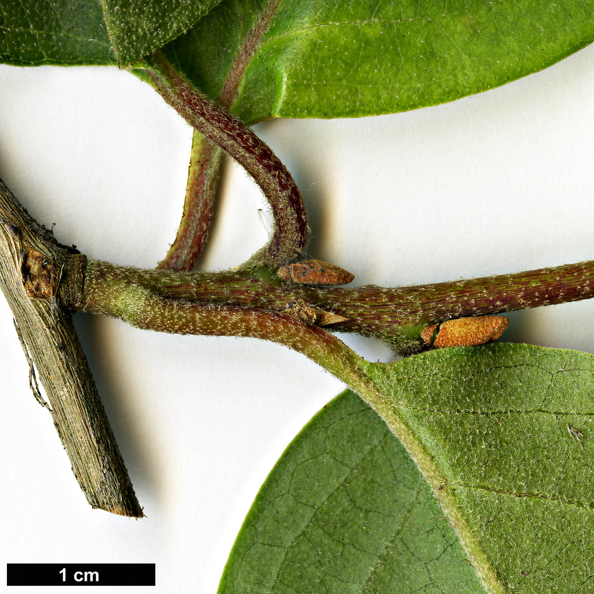 High resolution image: Family: Styracaceae - Genus: Pterostyrax - Taxon: corymbosus