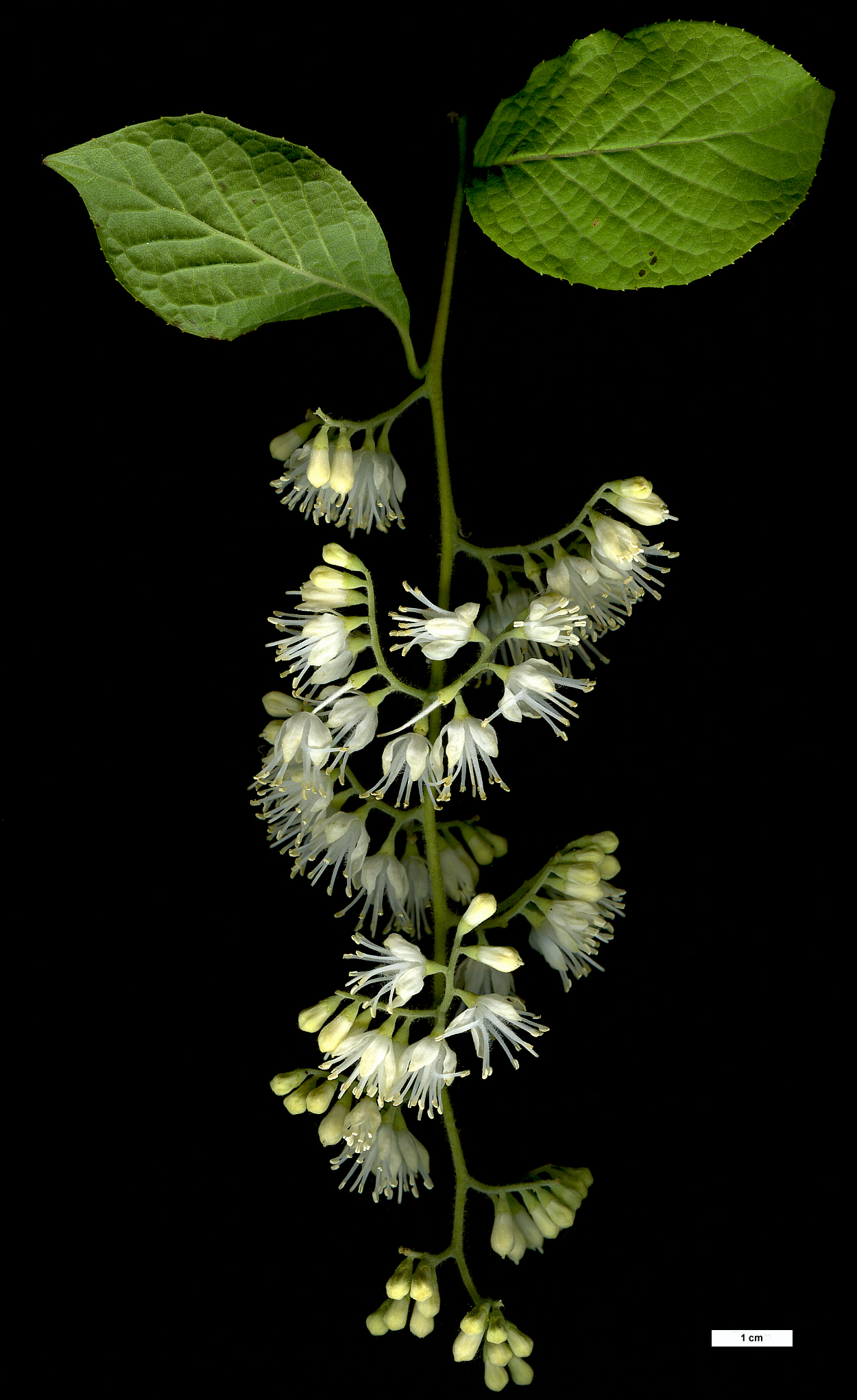 High resolution image: Family: Styracaceae - Genus: Pterostyrax - Taxon: hispidus