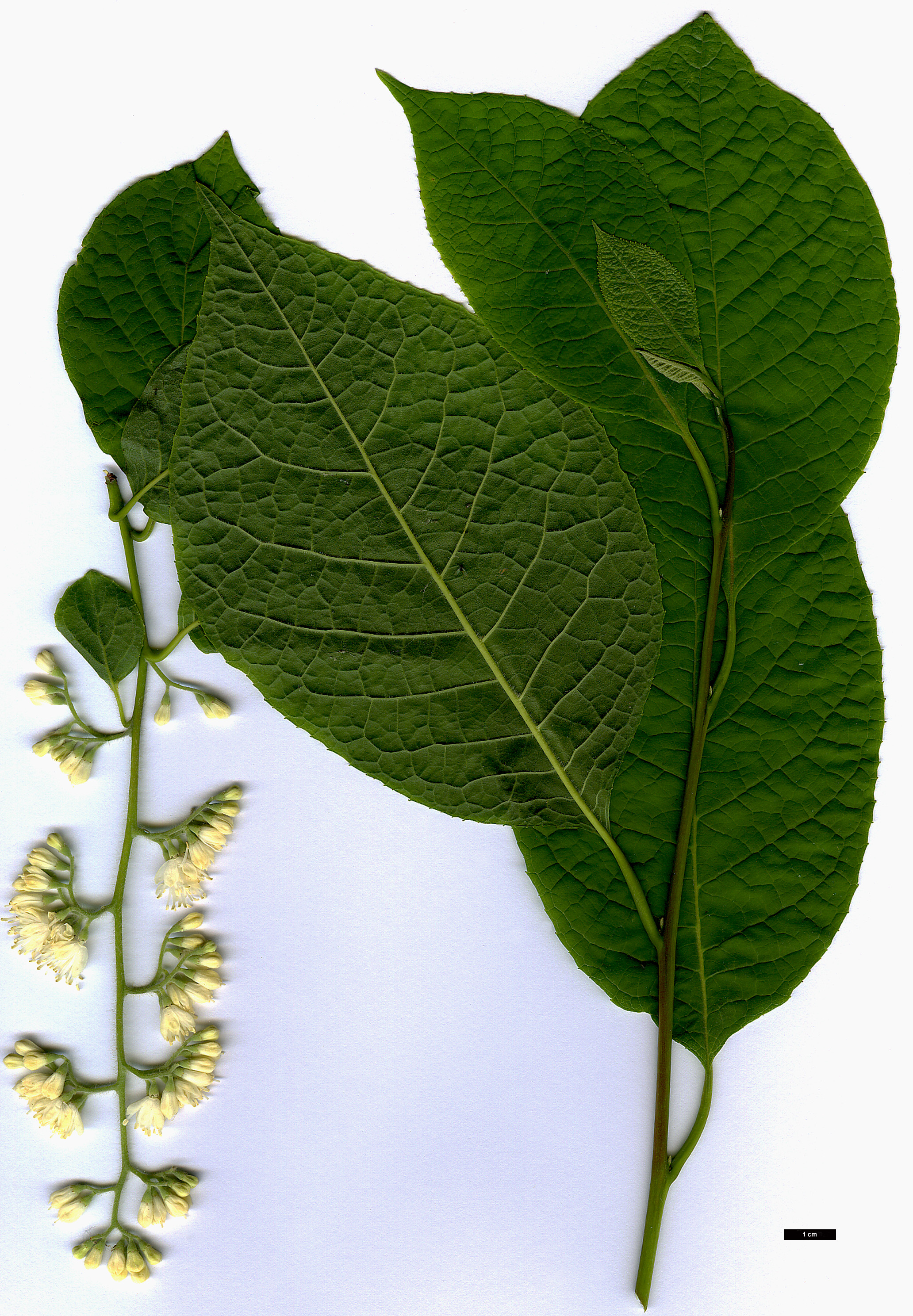 High resolution image: Family: Styracaceae - Genus: Pterostyrax - Taxon: hispidus