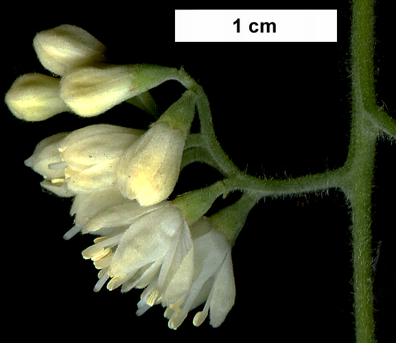 High resolution image: Family: Styracaceae - Genus: Pterostyrax - Taxon: hispidus