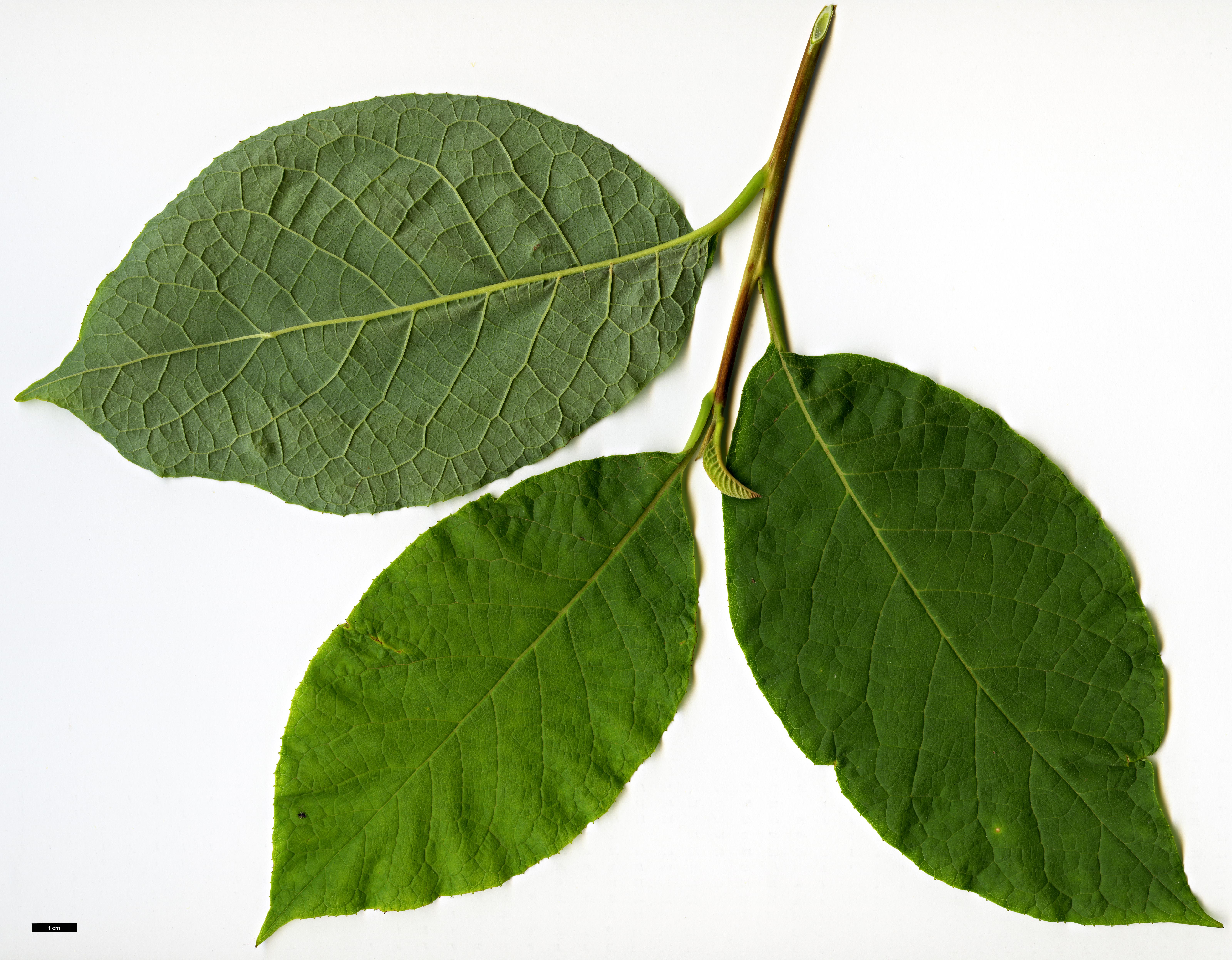 High resolution image: Family: Styracaceae - Genus: Pterostyrax - Taxon: hispidus